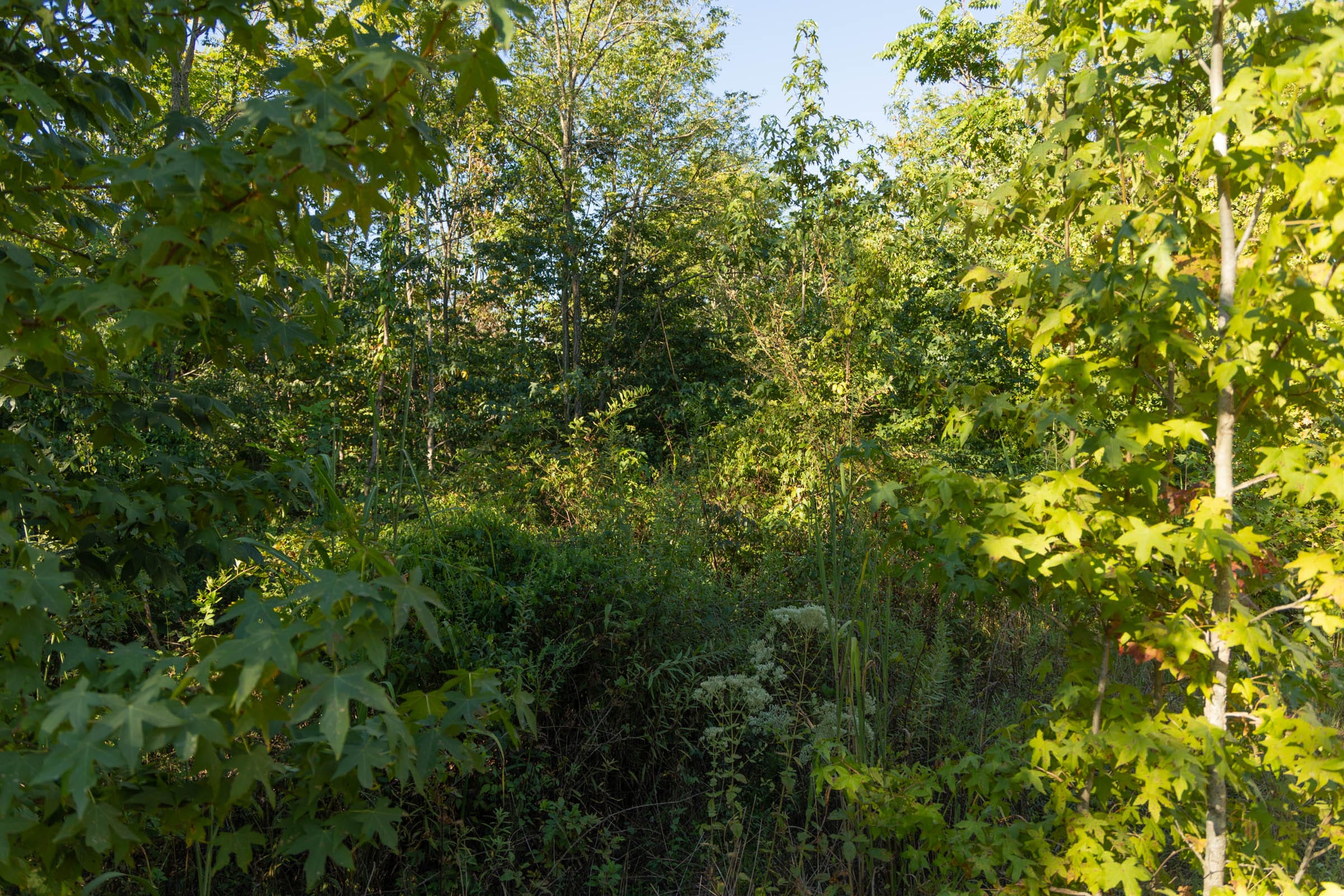 Big White Oak Tract 108 photo 3