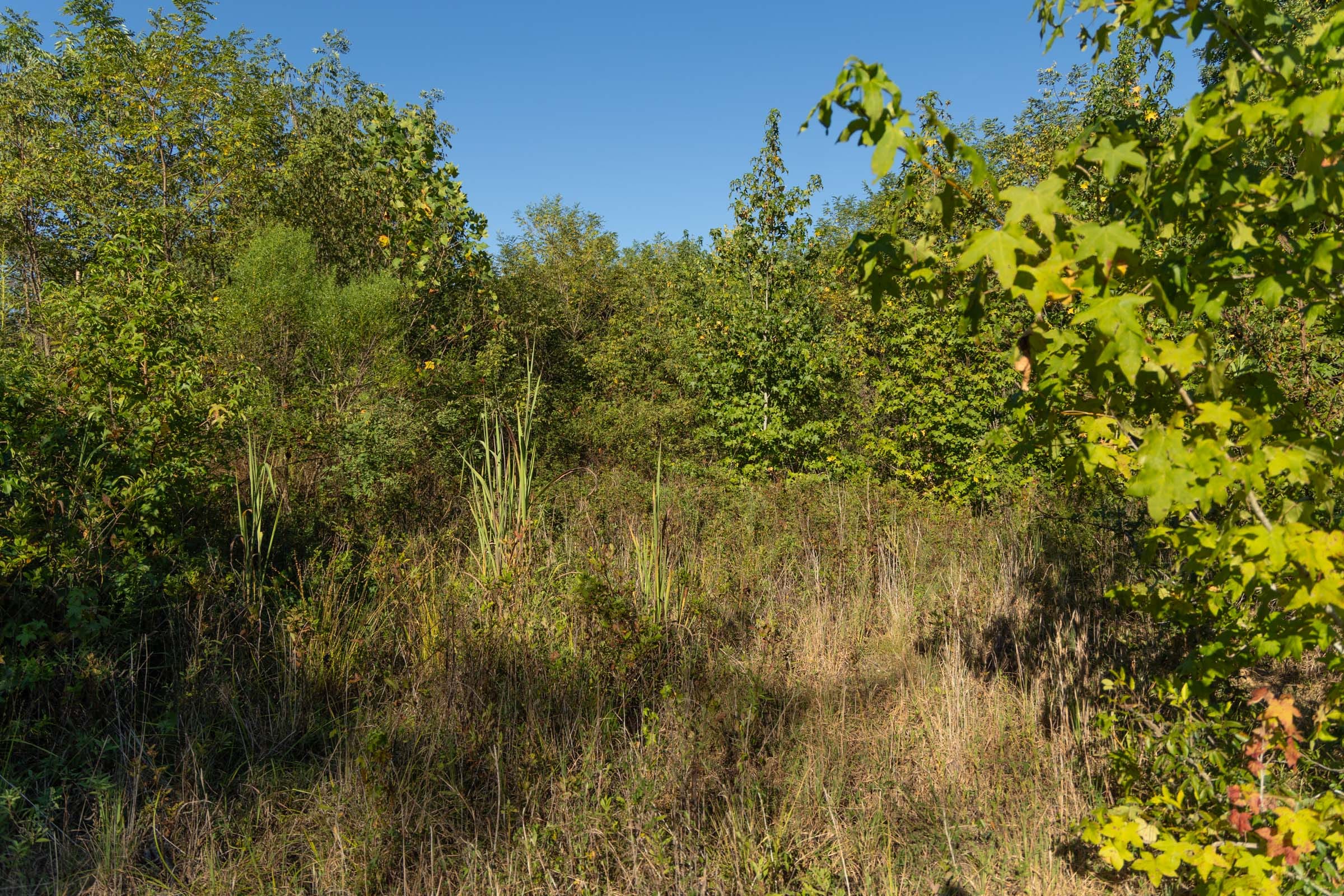 Big White Oak Tract 108 photo 2