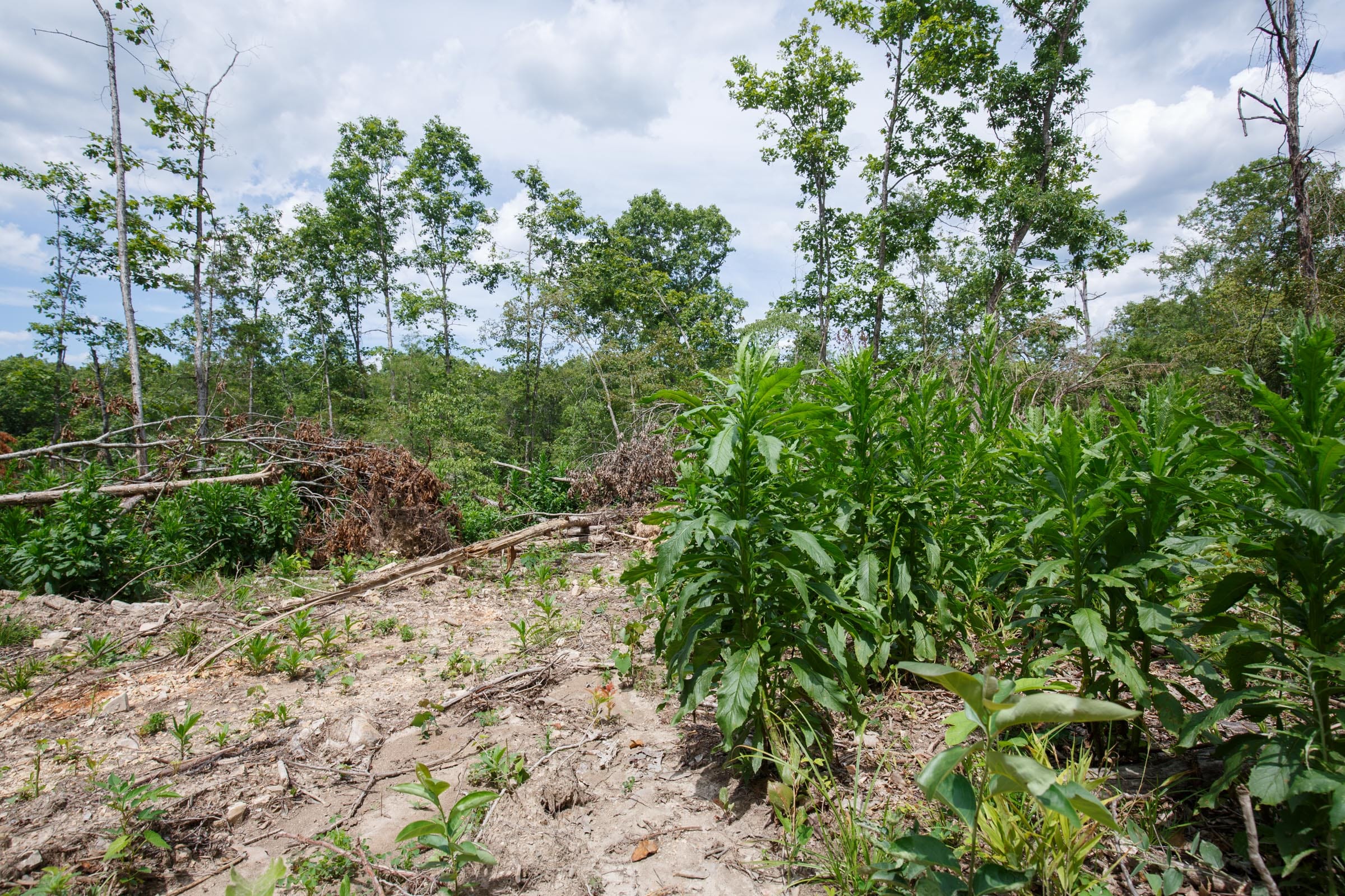 Wildwood Tract 16 photo 2