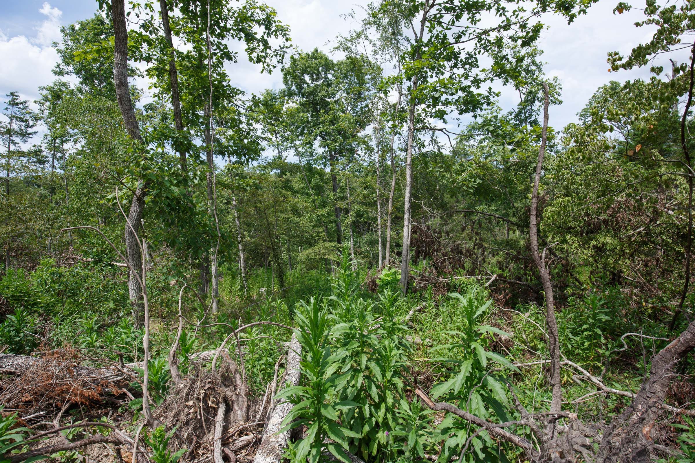 Wildwood Tract 16 photo 6