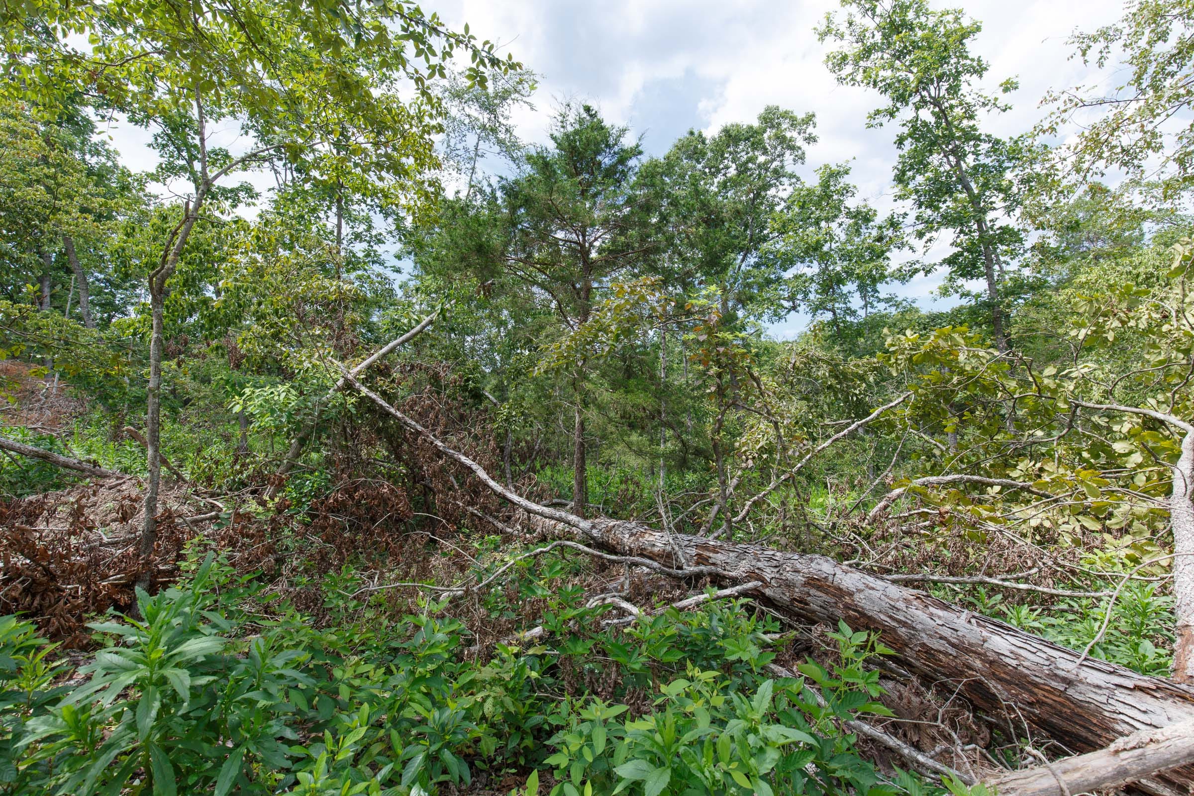 Wildwood Tract 16 photo 8
