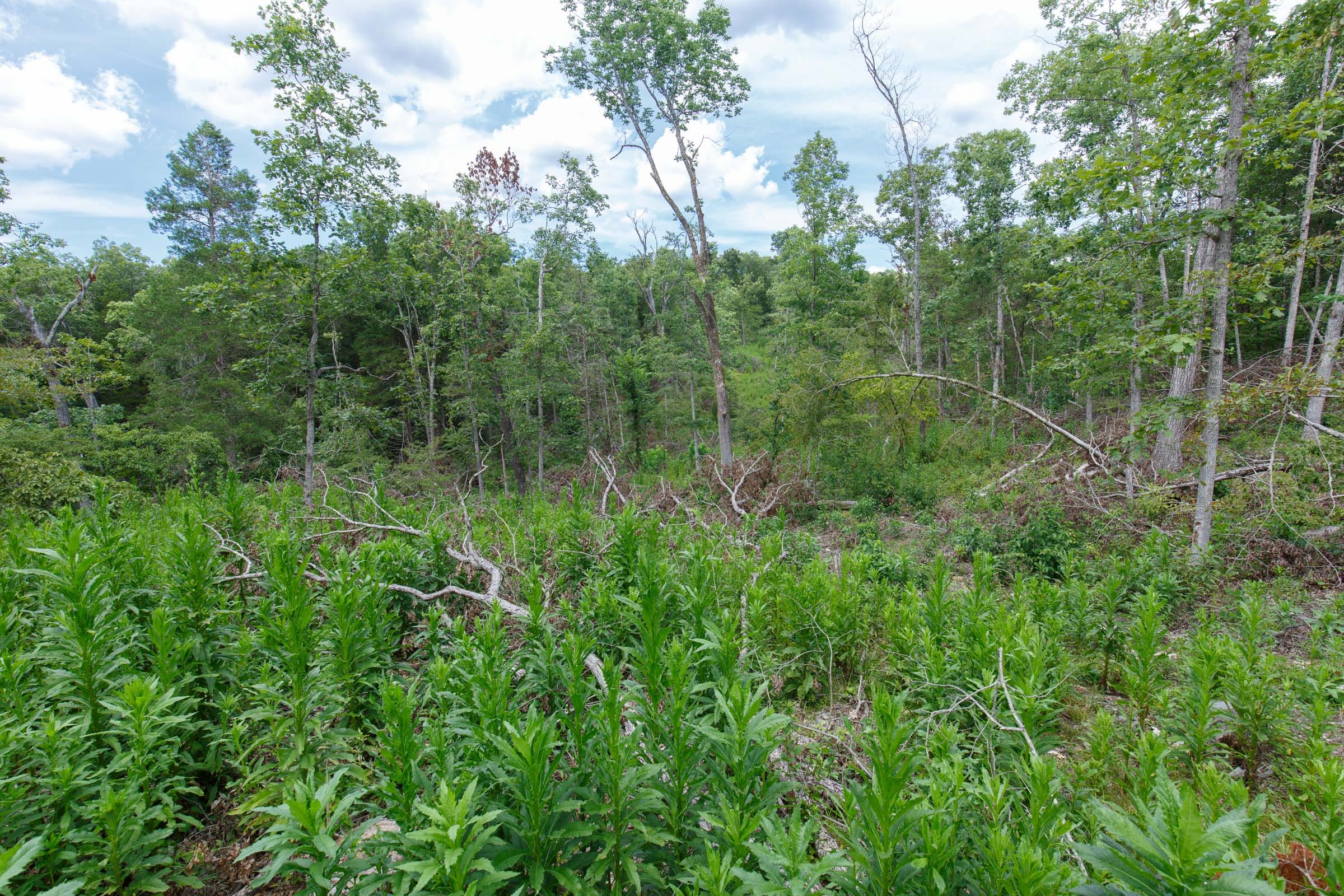 Wildwood Tract 16 photo 5