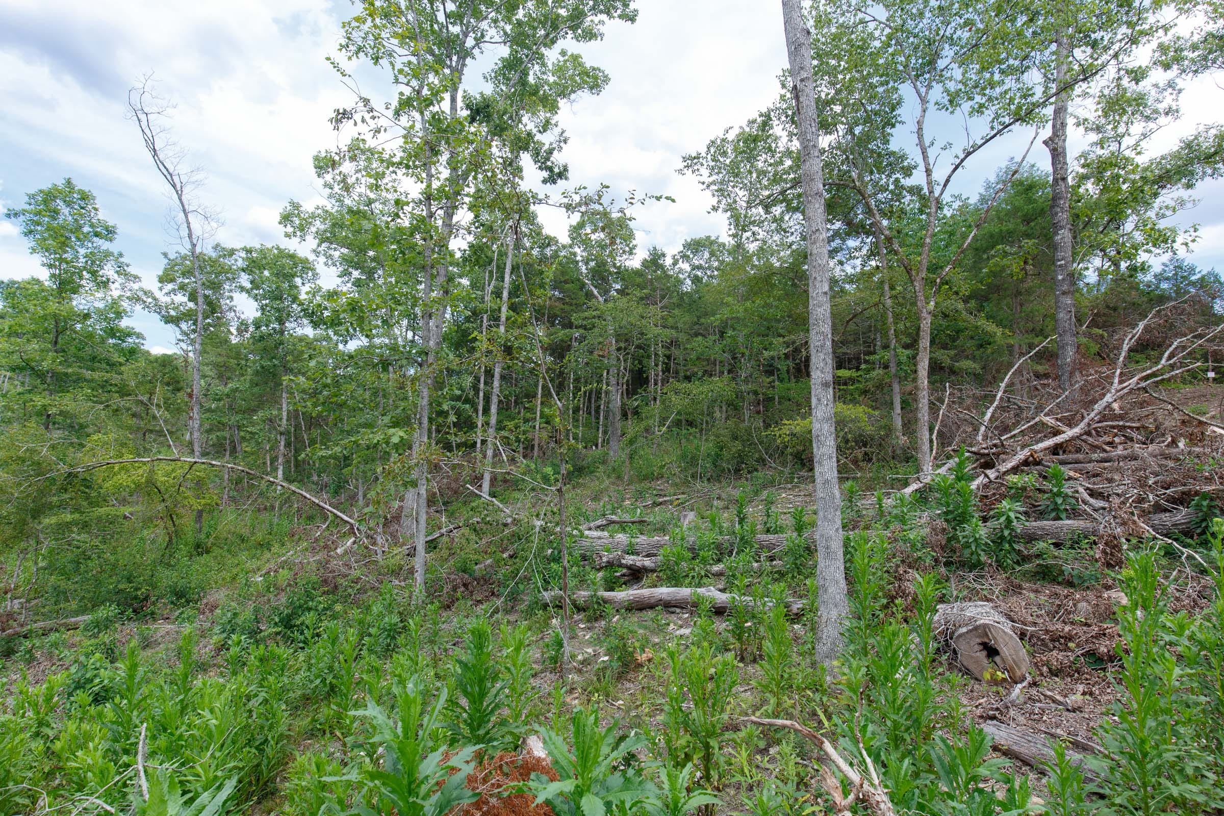 Wildwood Tract 16 photo 3