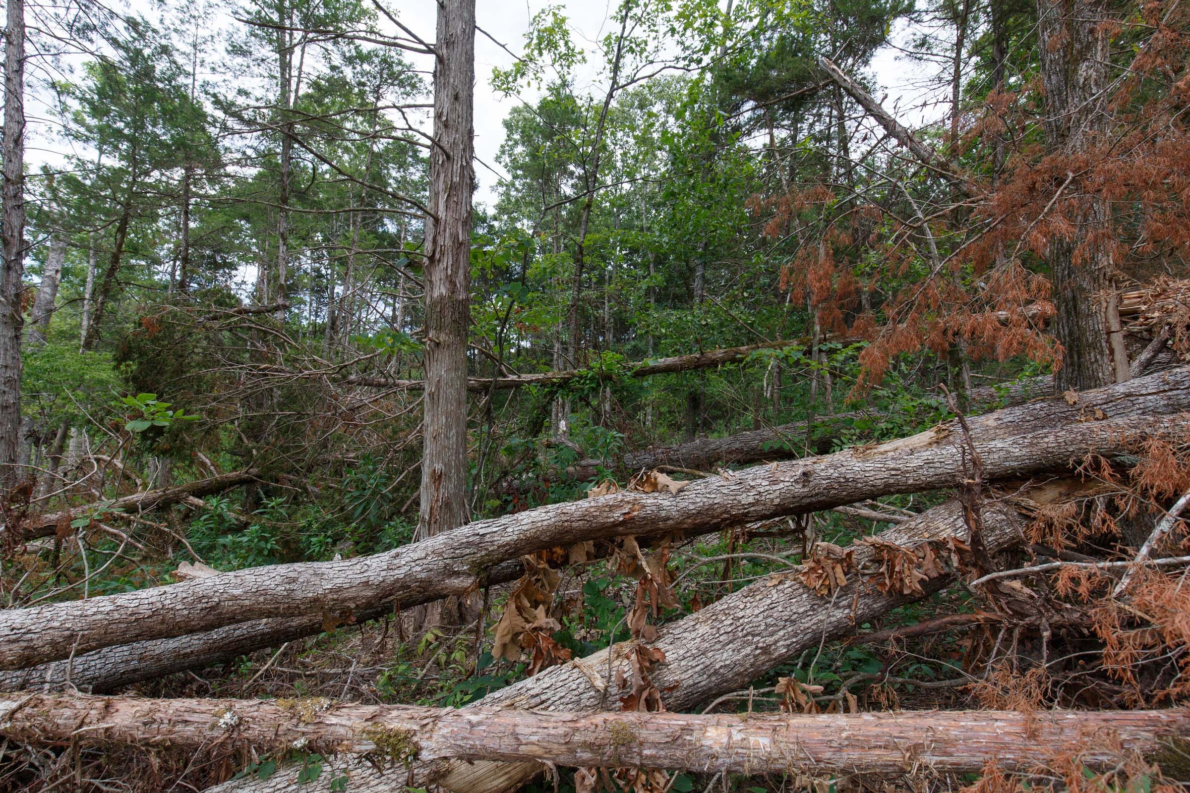 Wildwood Tract 16 photo 9