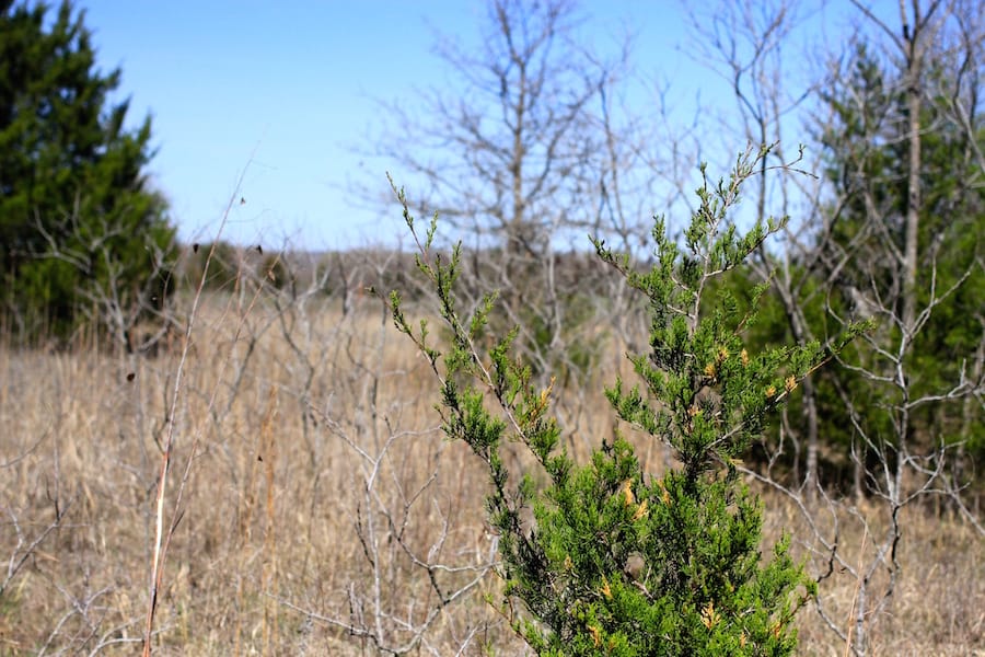 Montgomery Ranch Tract 12 photo 8