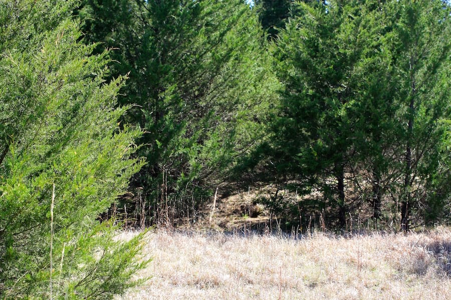 Montgomery Ranch Tract 12 photo 10