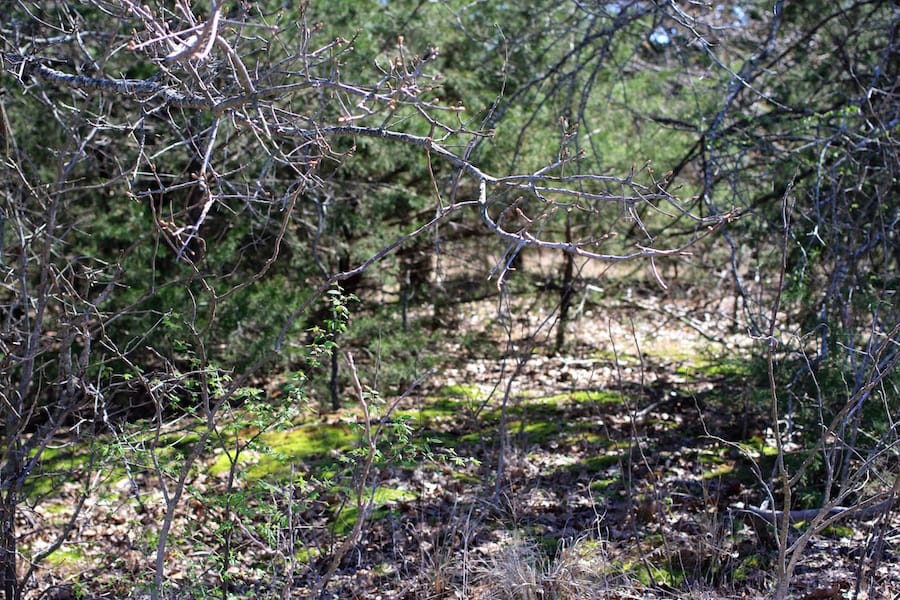 Montgomery Ranch Tract 12 photo 11
