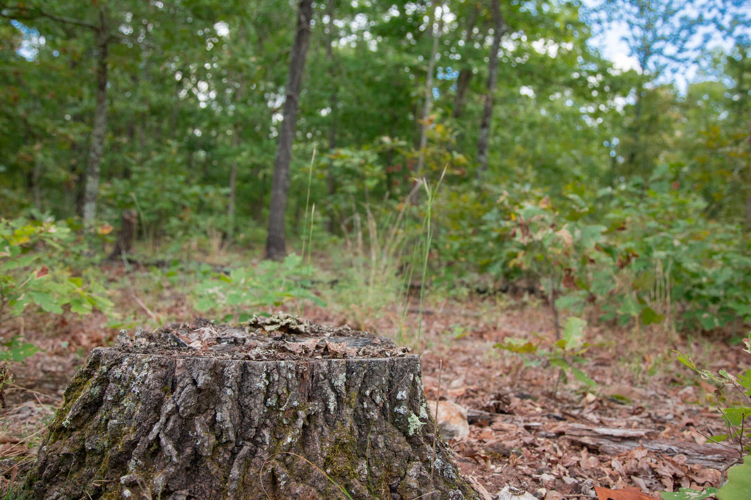 Wagon Wheel Ranch Tract 17 photo 3