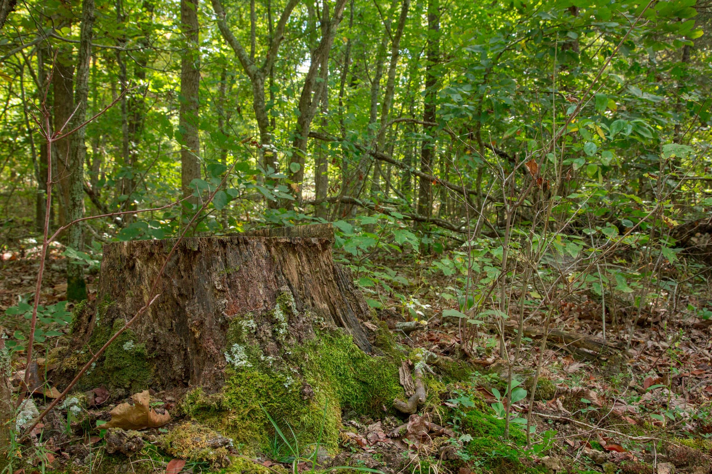 Wagon Wheel Ranch Tract 17 photo 11