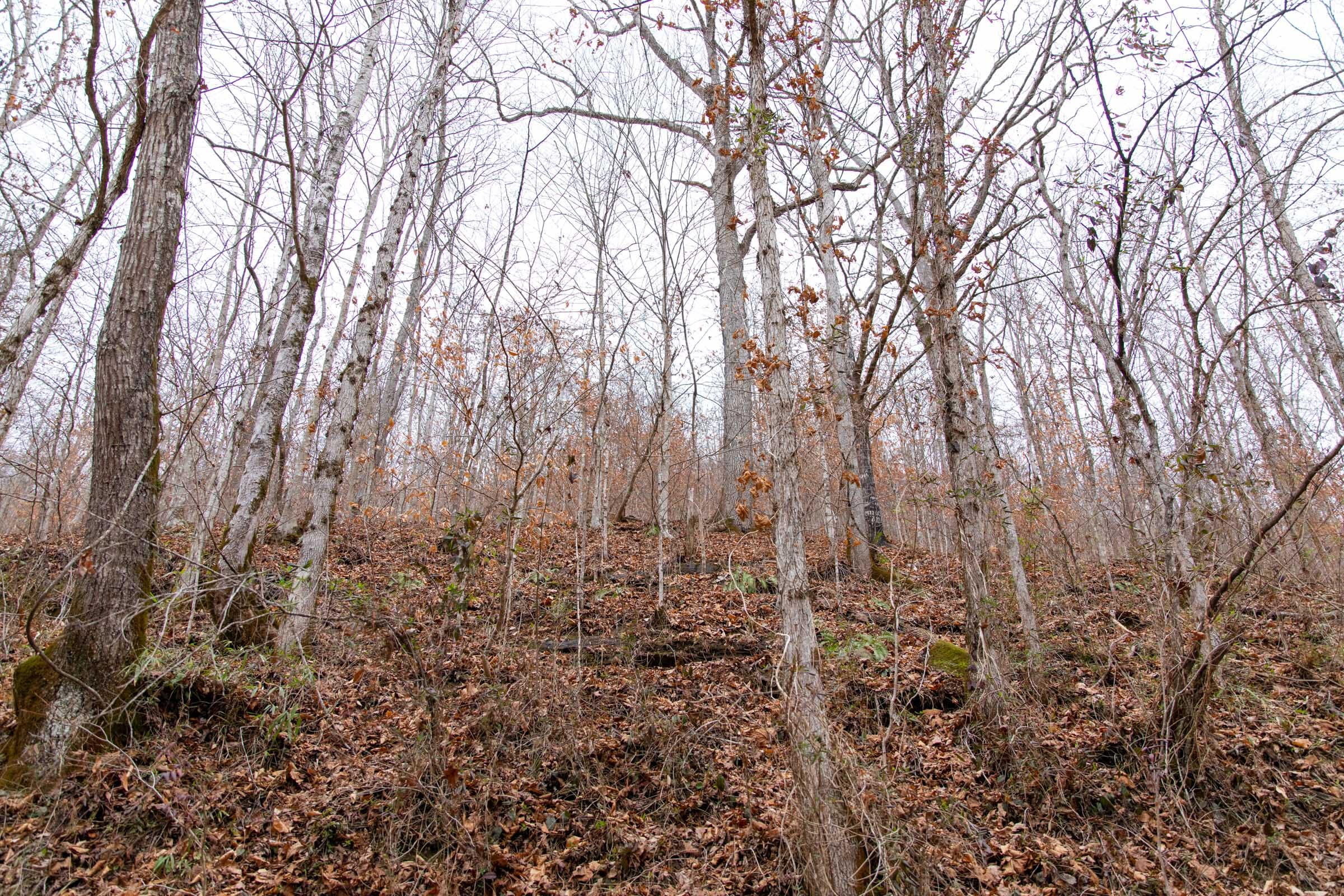 Blackstone Mountain Phase I Tract 39 photo 8