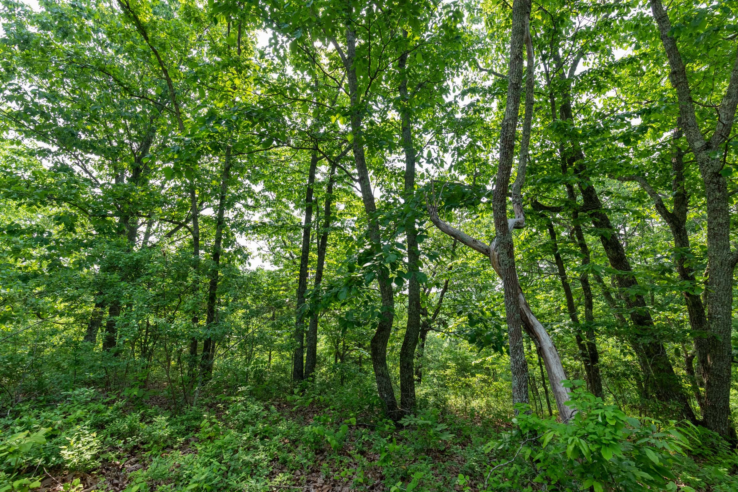 Cedar Creek Tract 2 photo 2