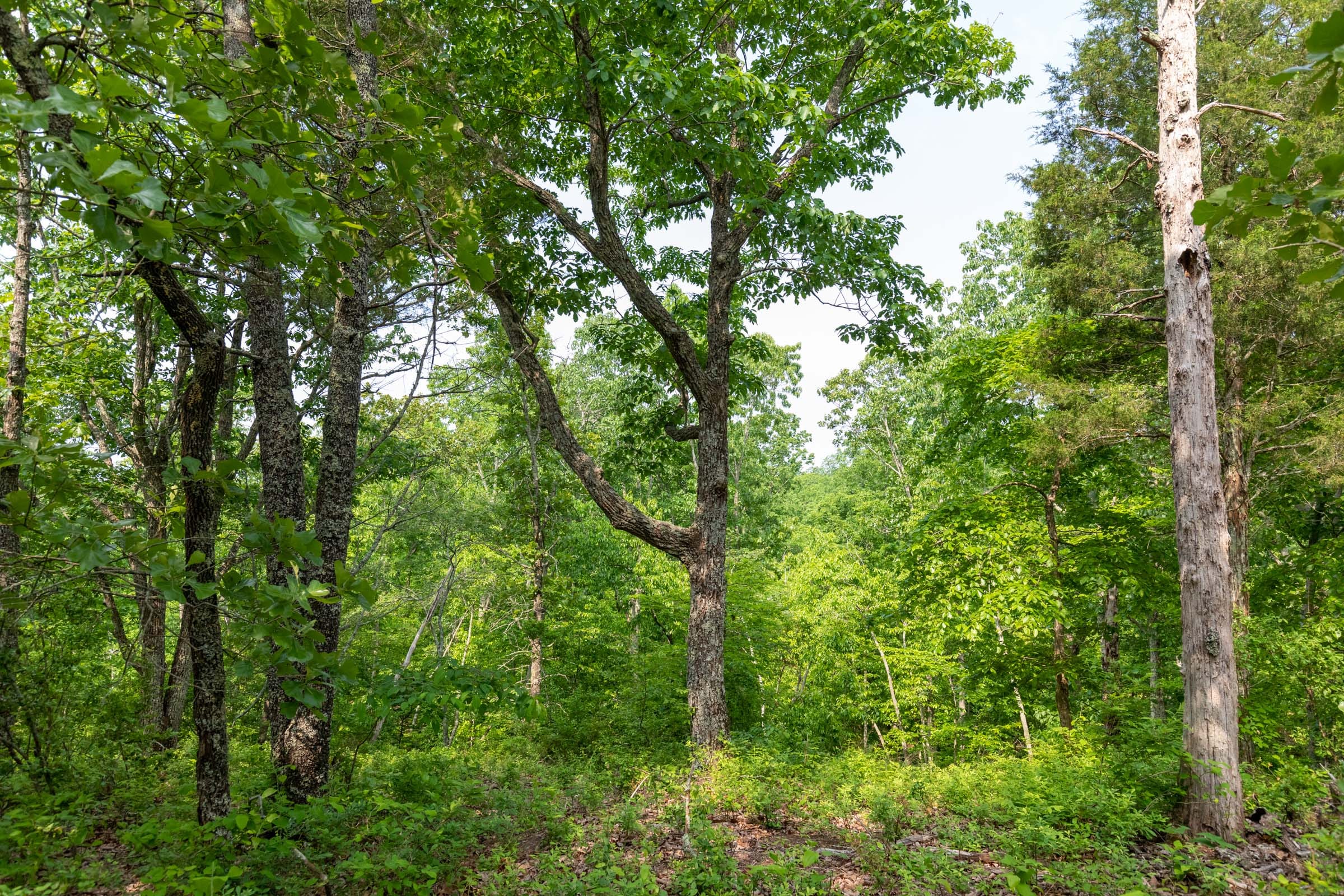 Cedar Creek Tract 2 photo 3
