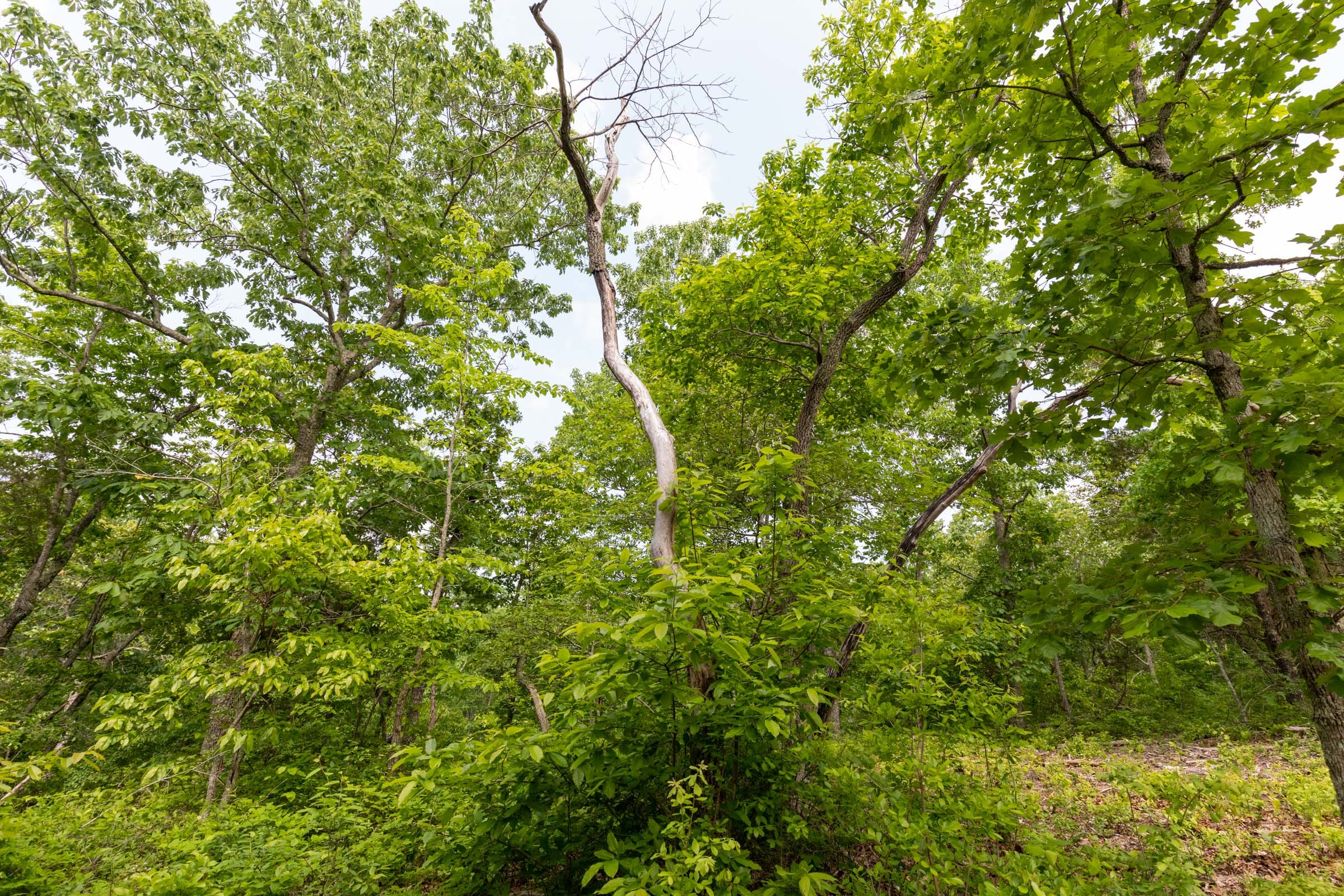 Cedar Creek Tract 2 photo 4