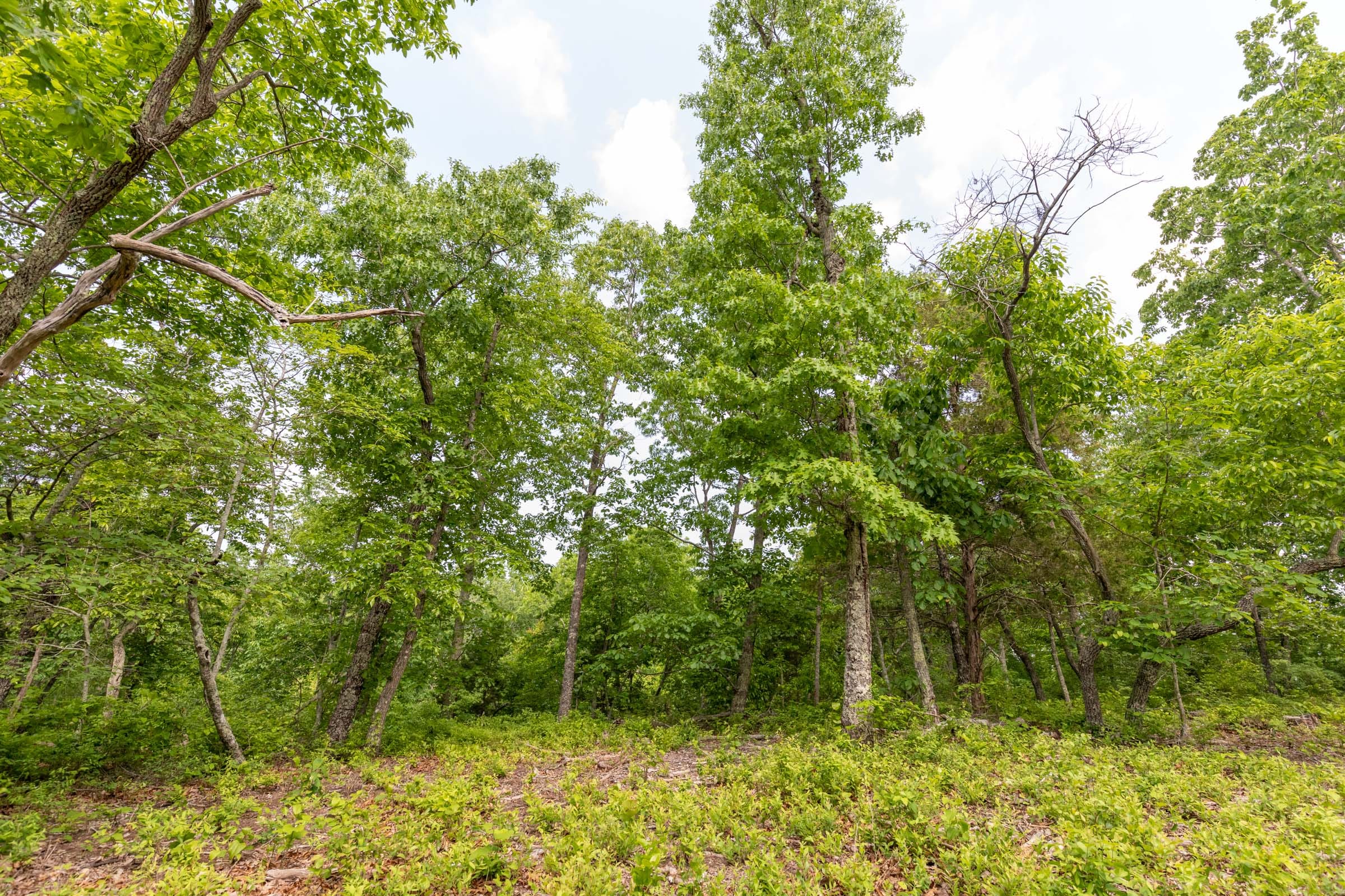 Cedar Creek Tract 2 photo 5