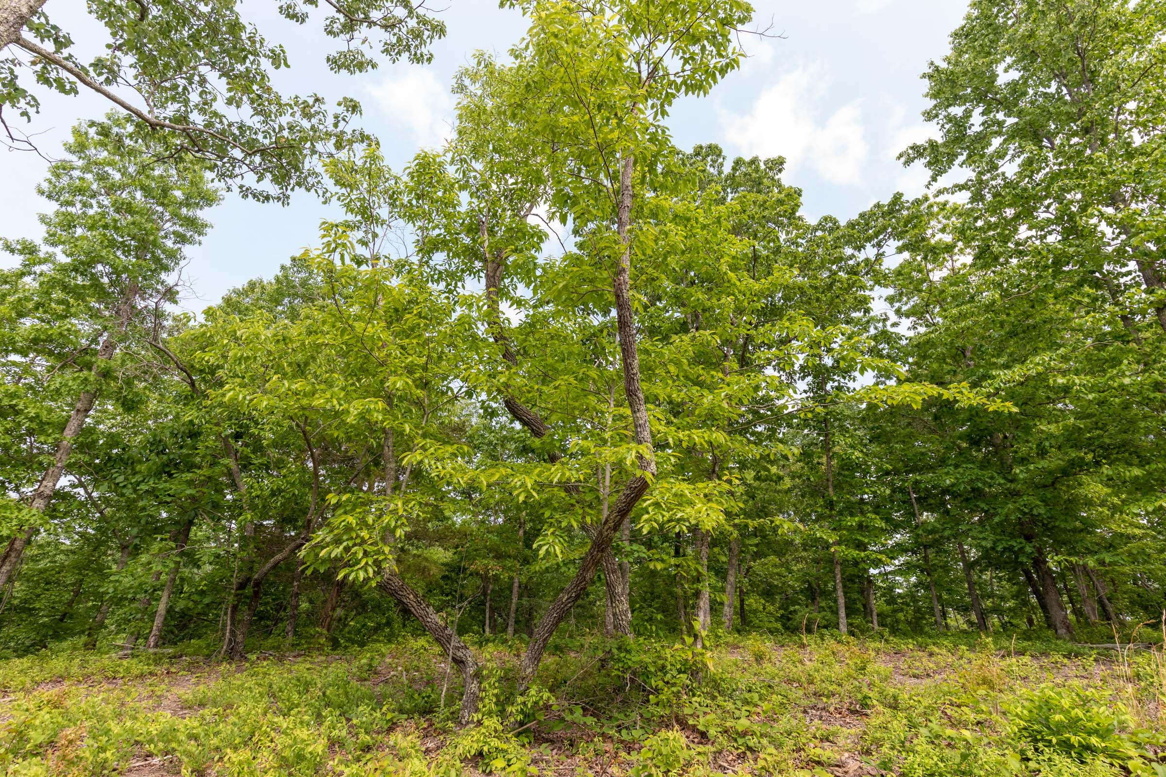 Cedar Creek Tract 2 photo 7