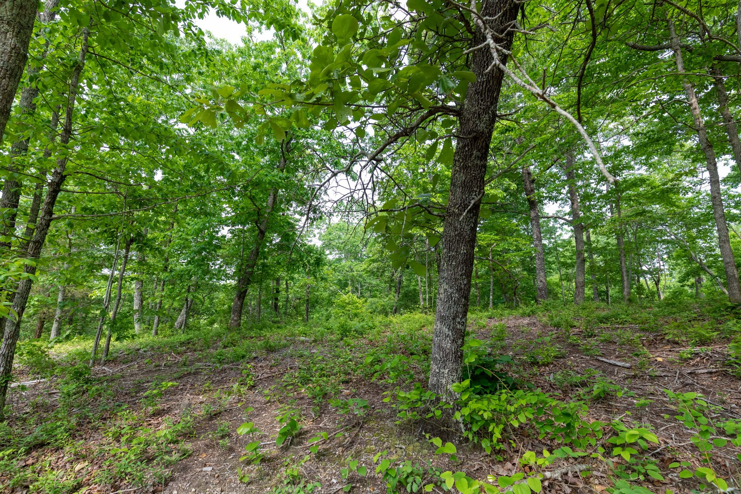 Cedar Creek Tract 2 photo 8
