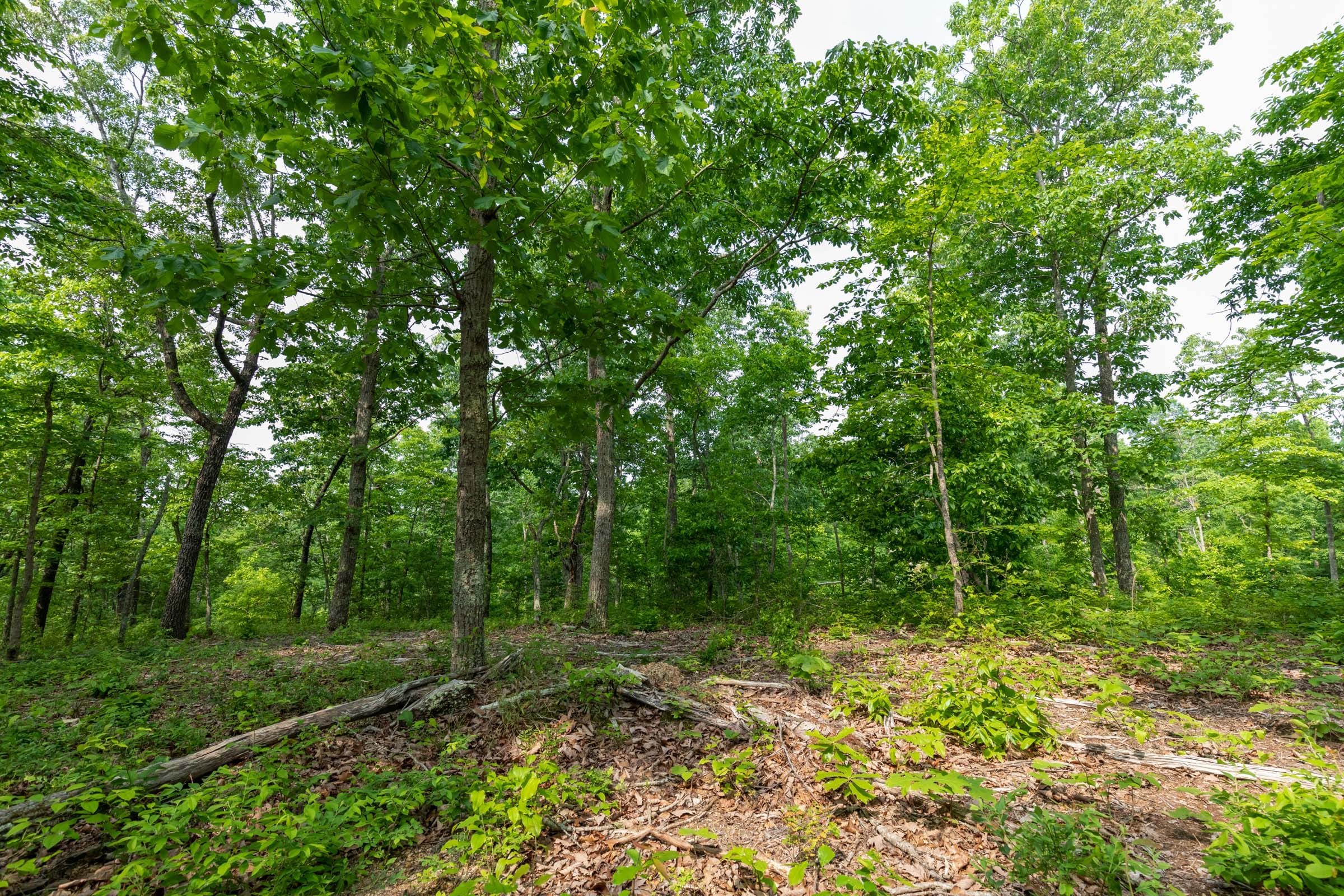 Cedar Creek Tract 2 photo 9