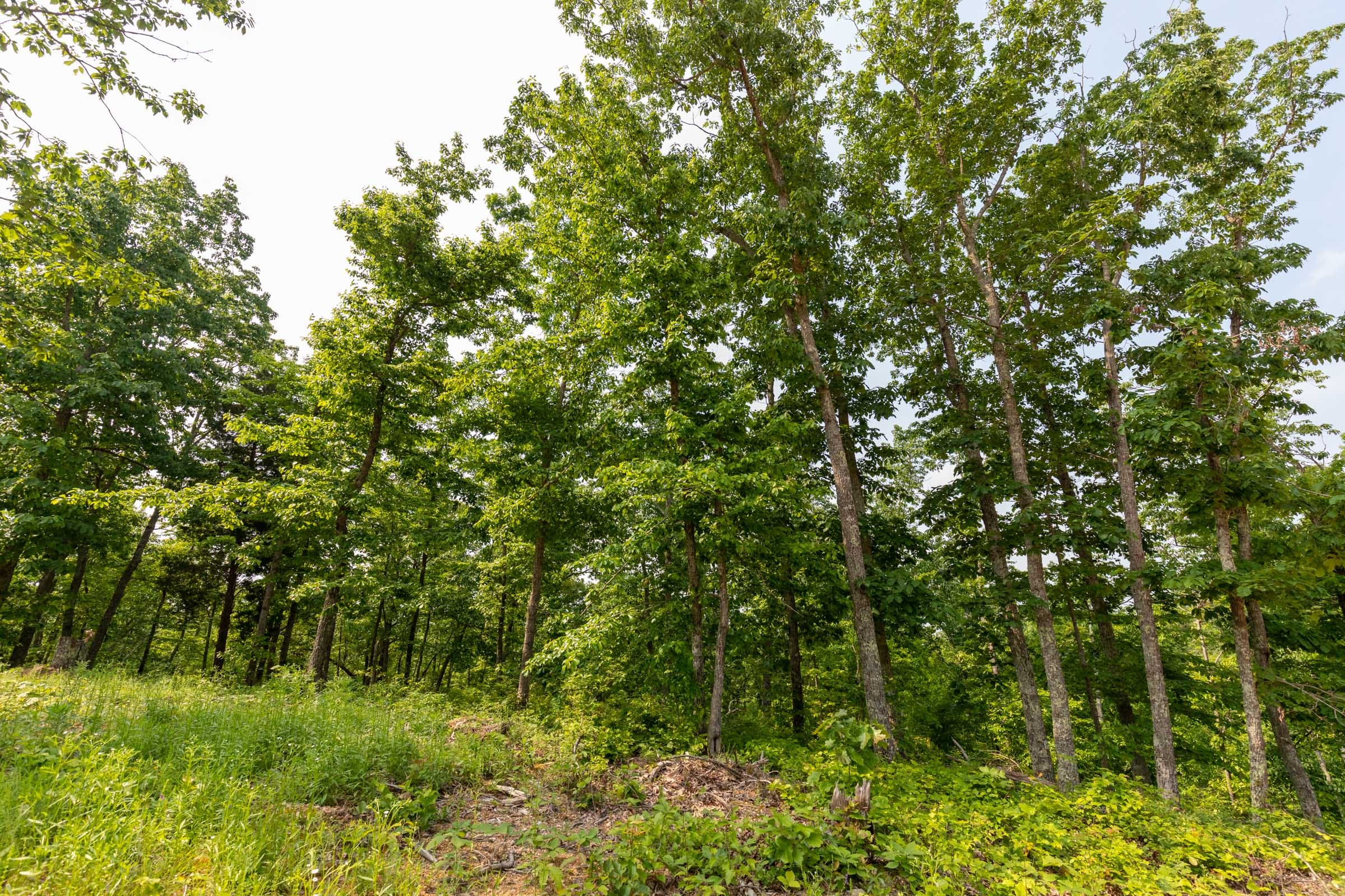 Cedar Creek Tract 2 photo 12