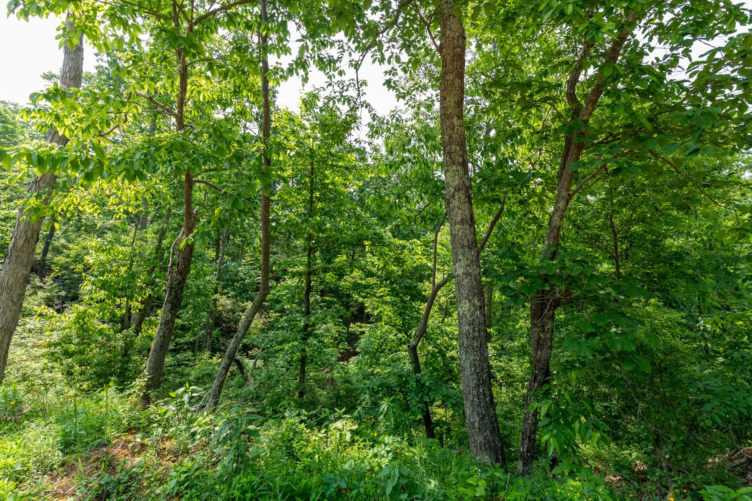 Cedar Creek Tract 2 photo 13