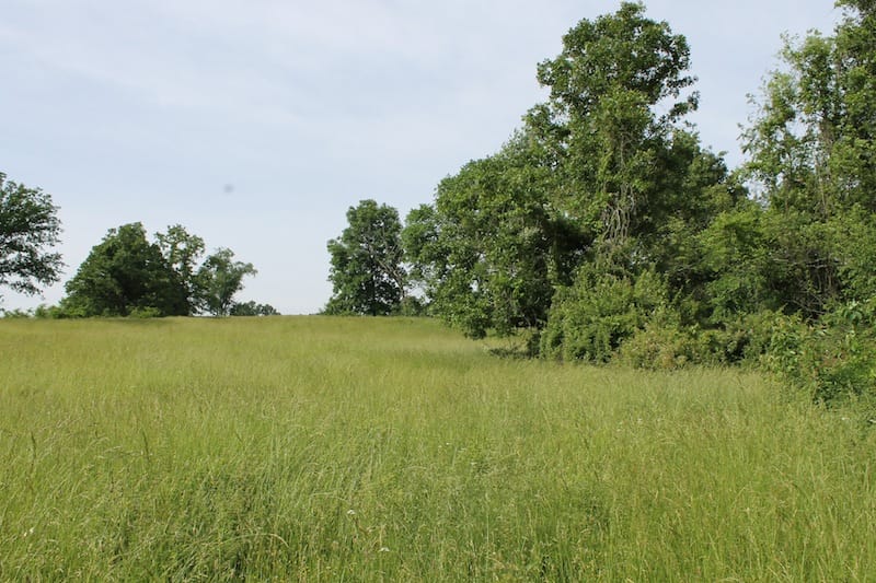 Cedar Ridge Ranch Tract 39 photo 3
