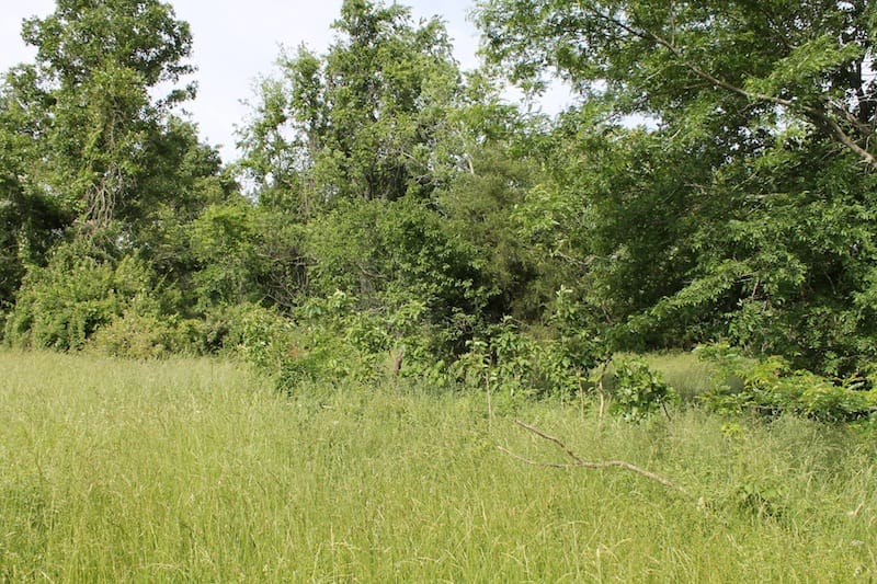 Cedar Ridge Ranch Tract 39 photo 4