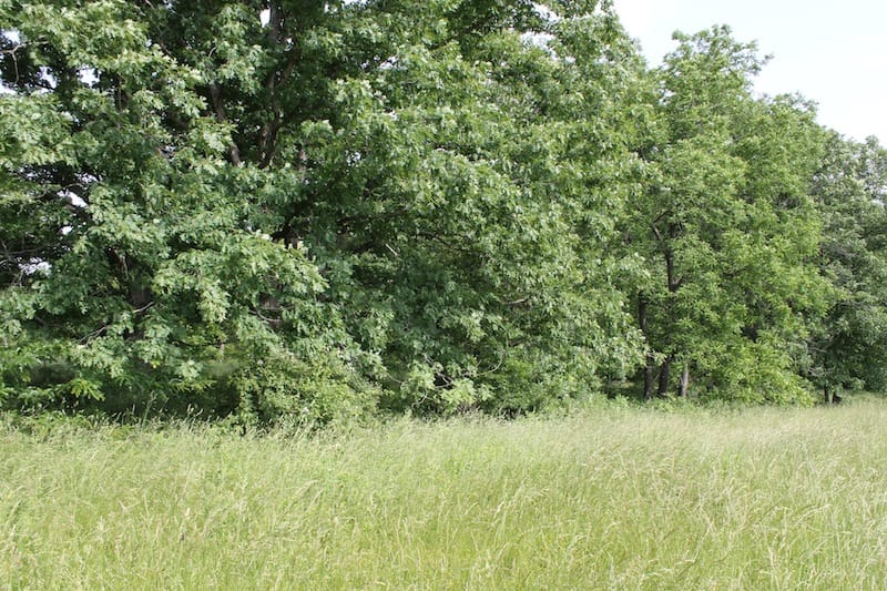 Cedar Ridge Ranch Tract 39 photo 5