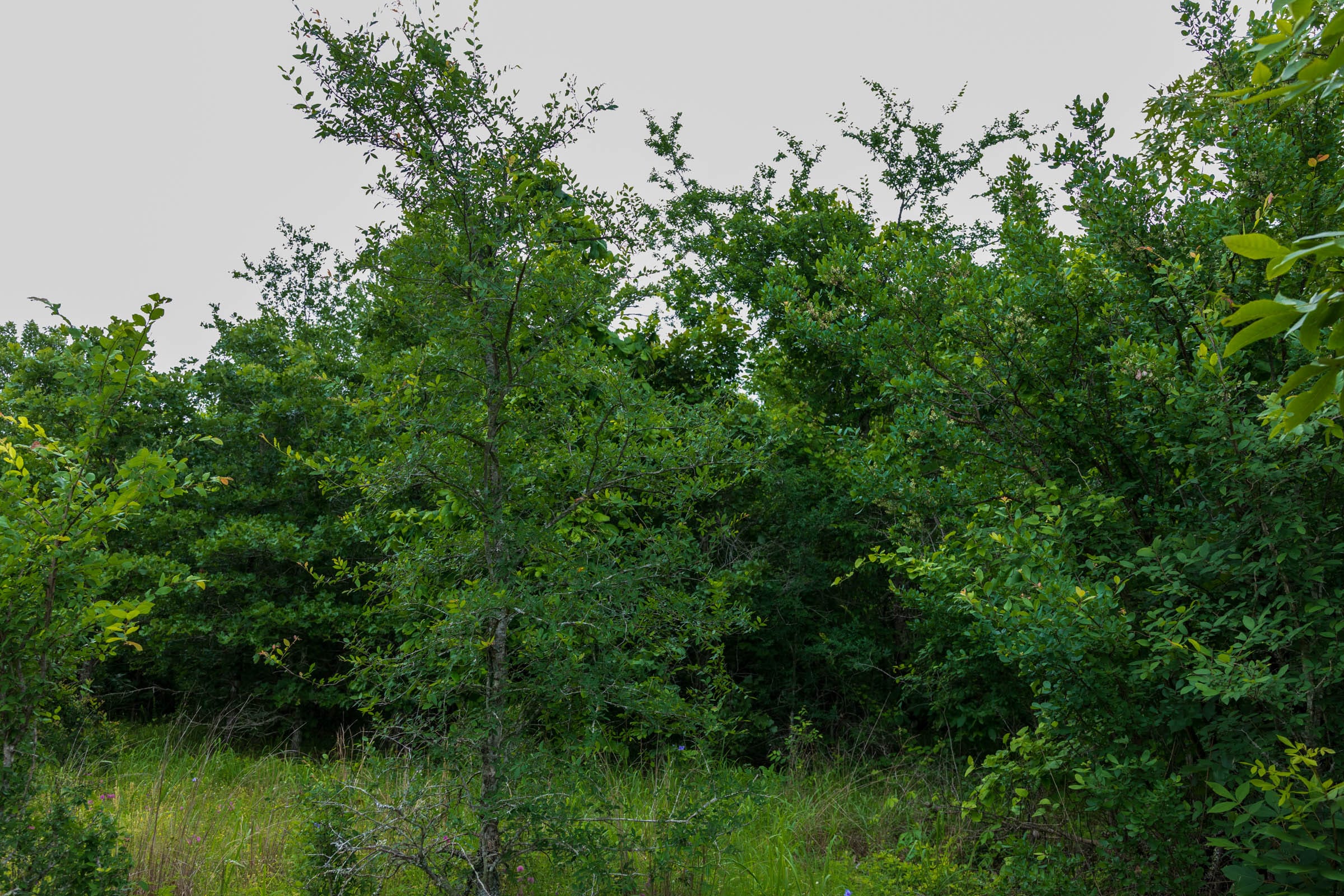 Falcon Crest Tract 6 photo 12