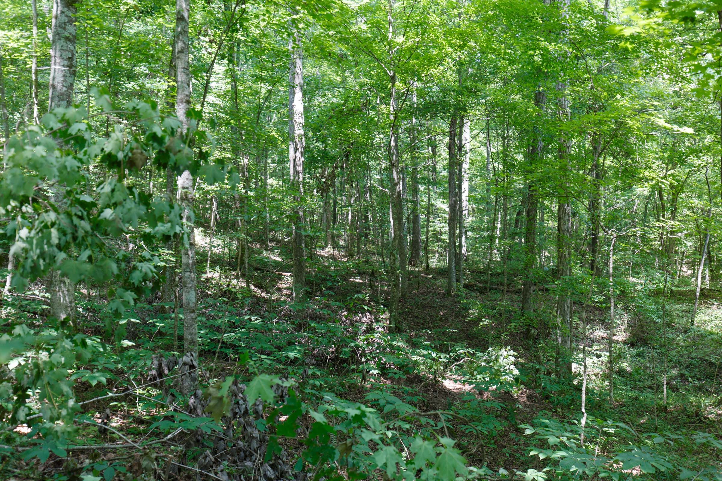Rolling Hills Tract 9 photo 5