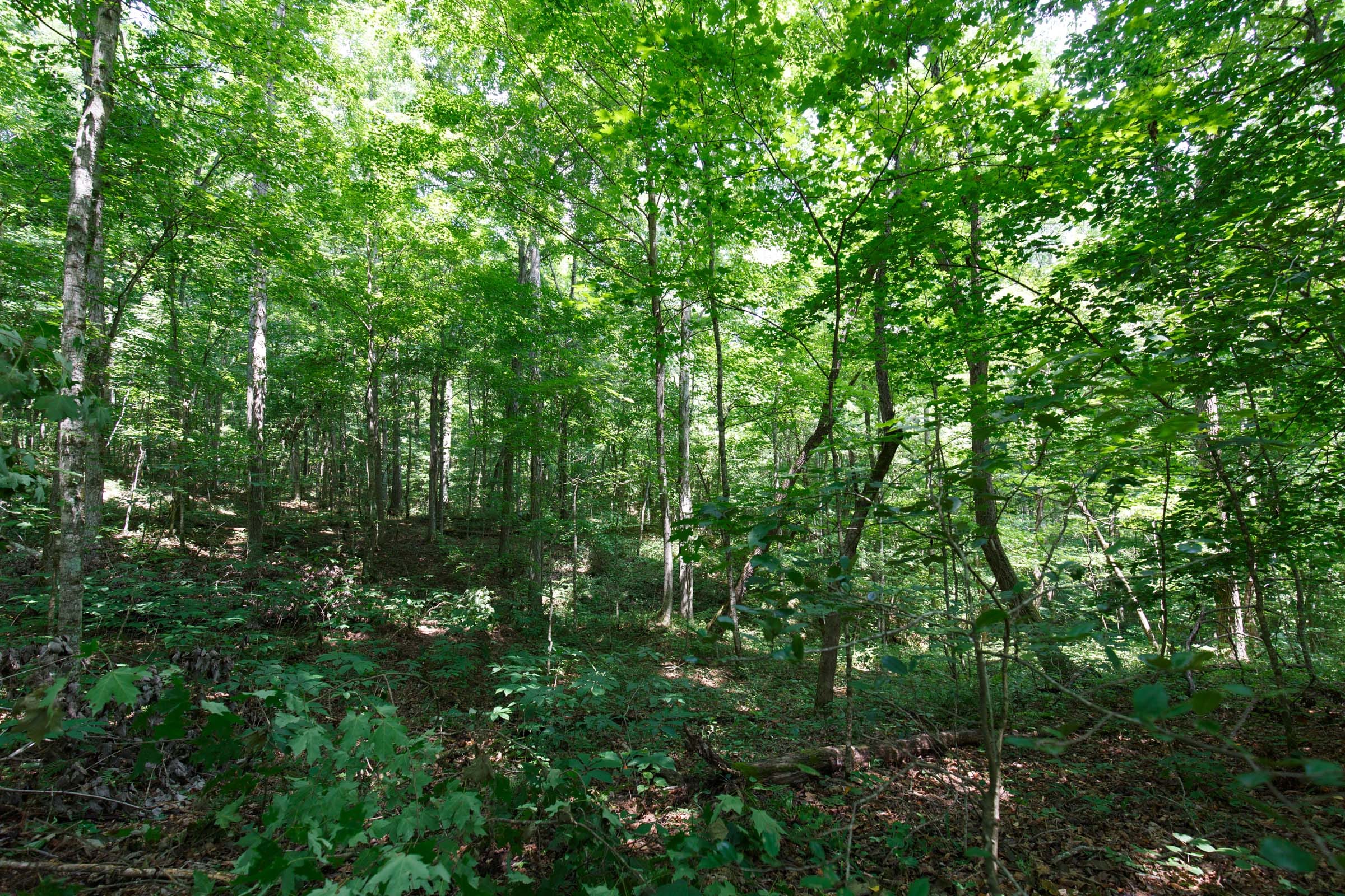 Rolling Hills Tract 9 photo 7