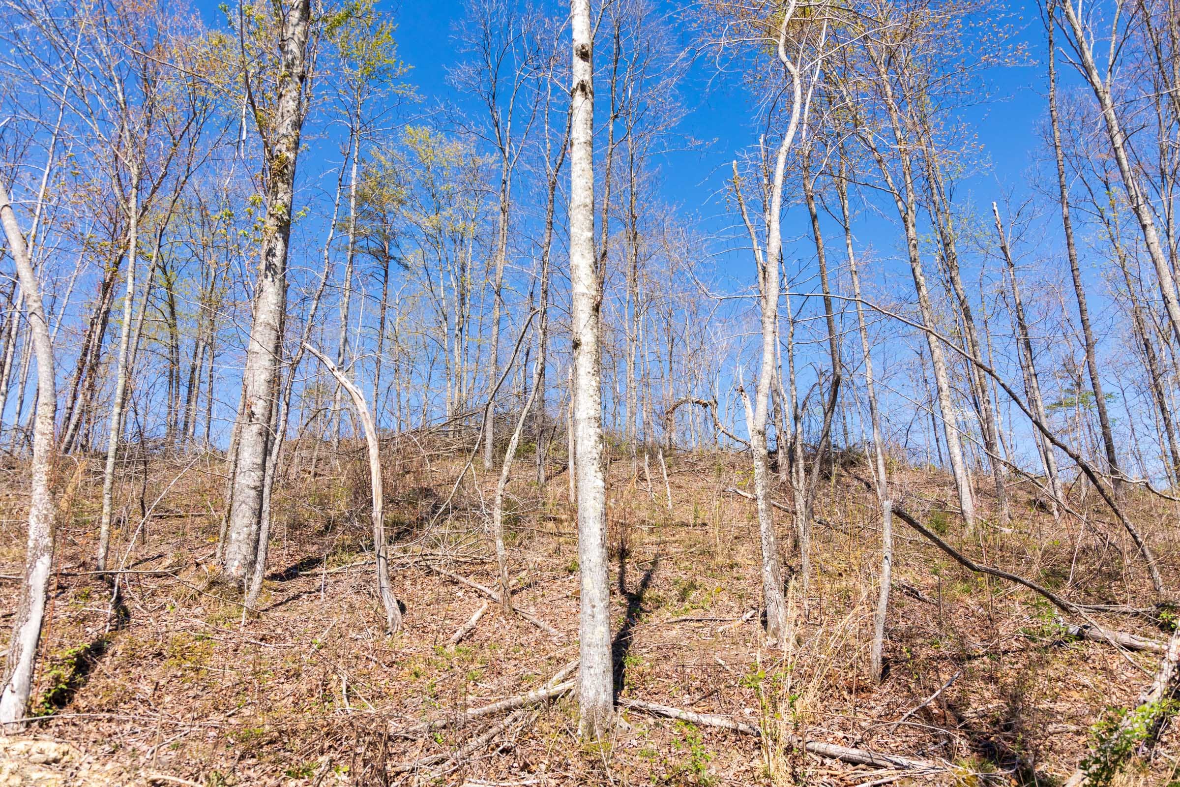 Creek Hollow Phase I Tract 49 photo 4