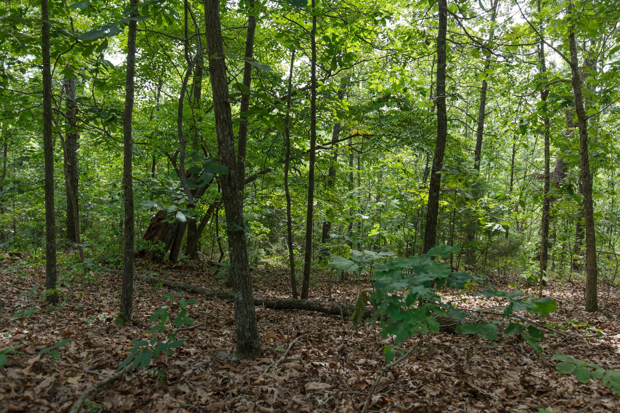 Spring Lake Plat 5 Tract 344 photo 4