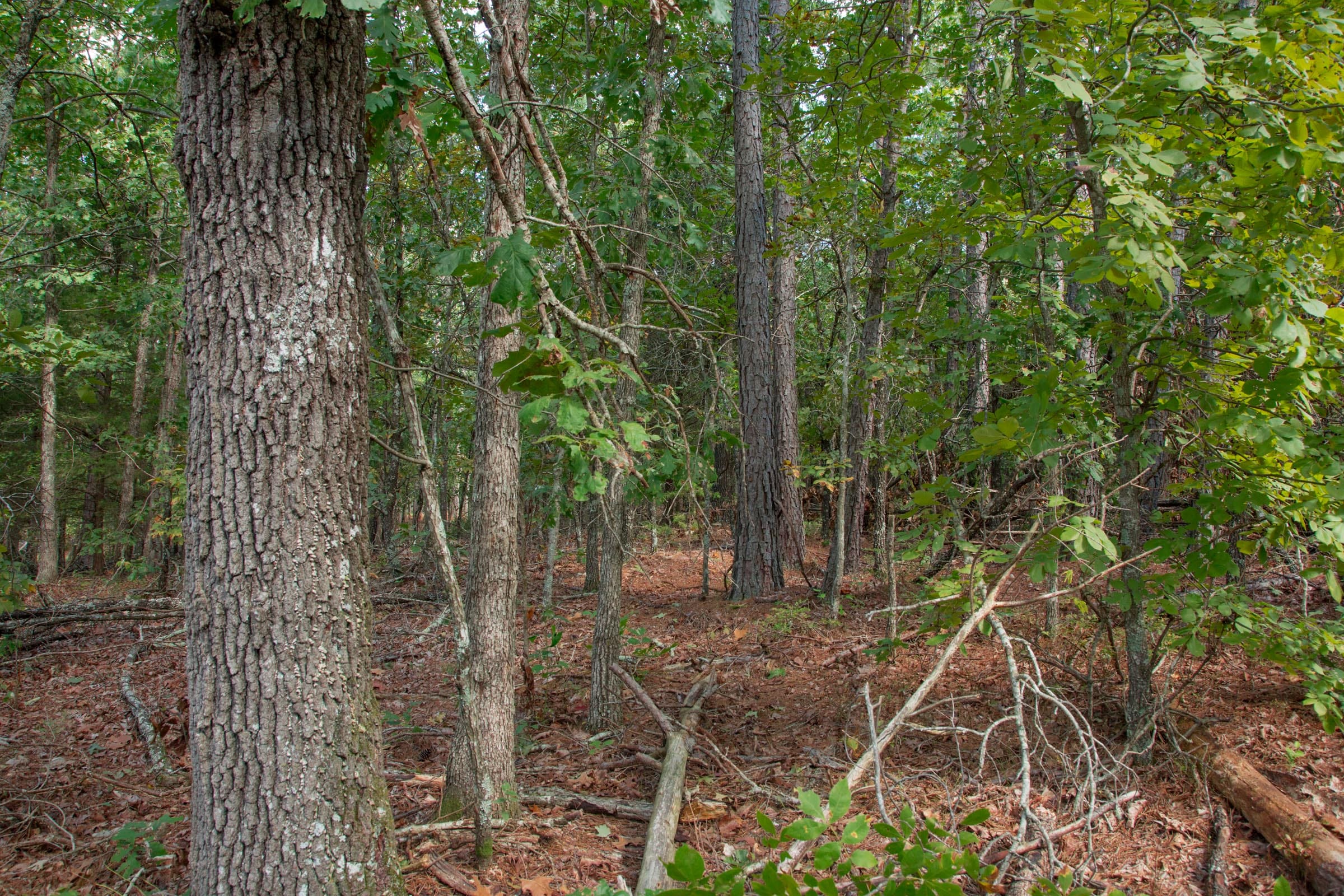 Wagon Wheel Ranch Tract 40 photo 3