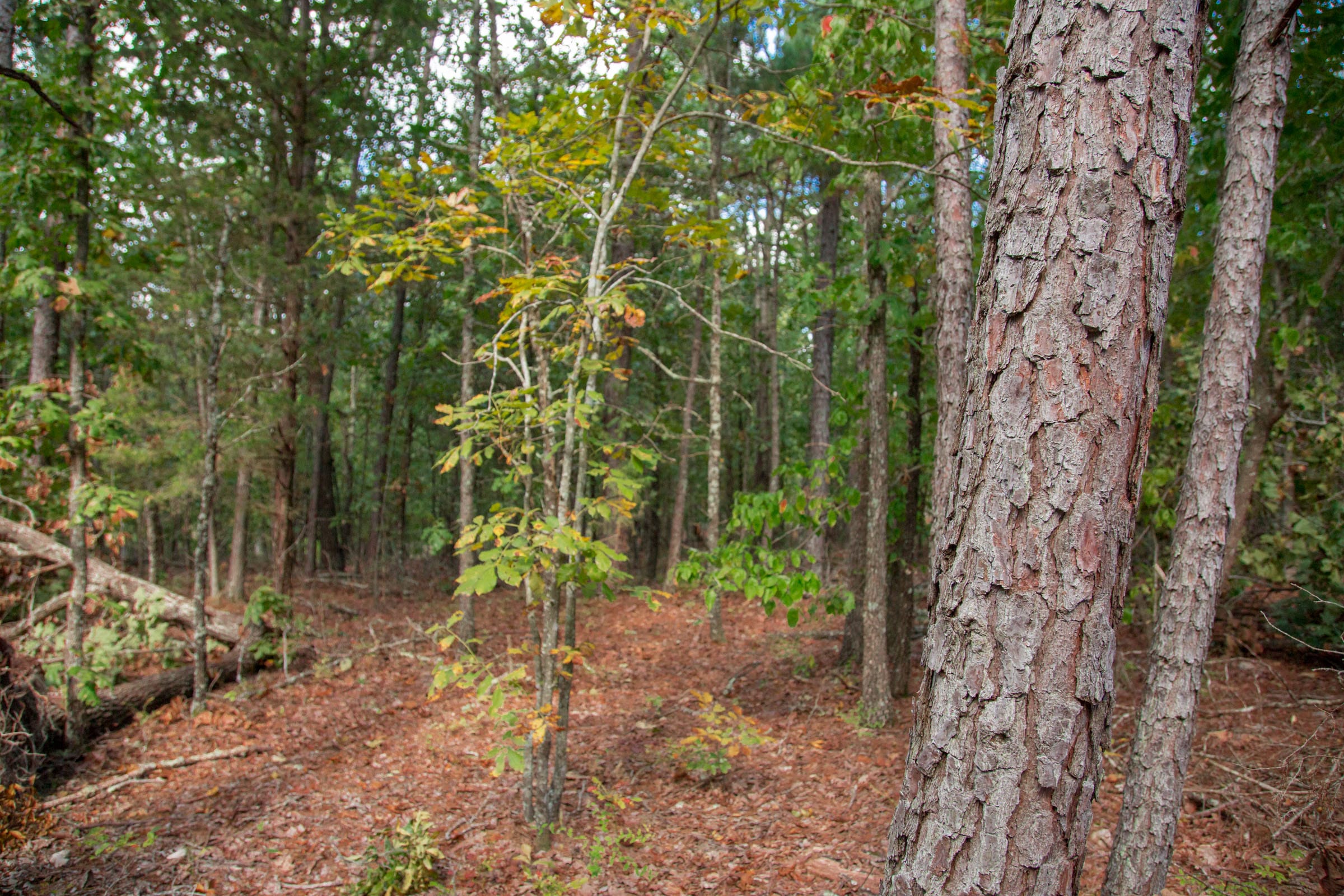 Wagon Wheel Ranch Tract 40 photo 5