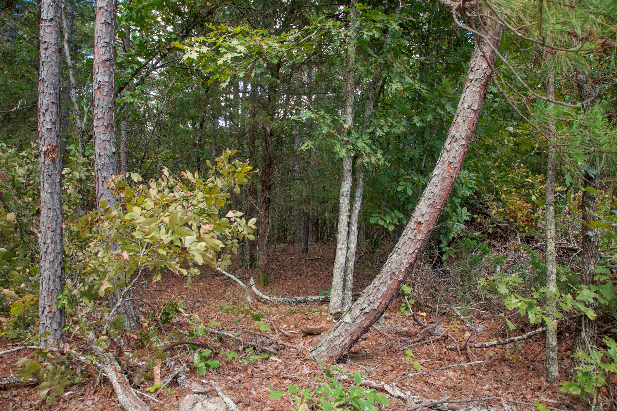 Wagon Wheel Ranch Tract 40 photo 4