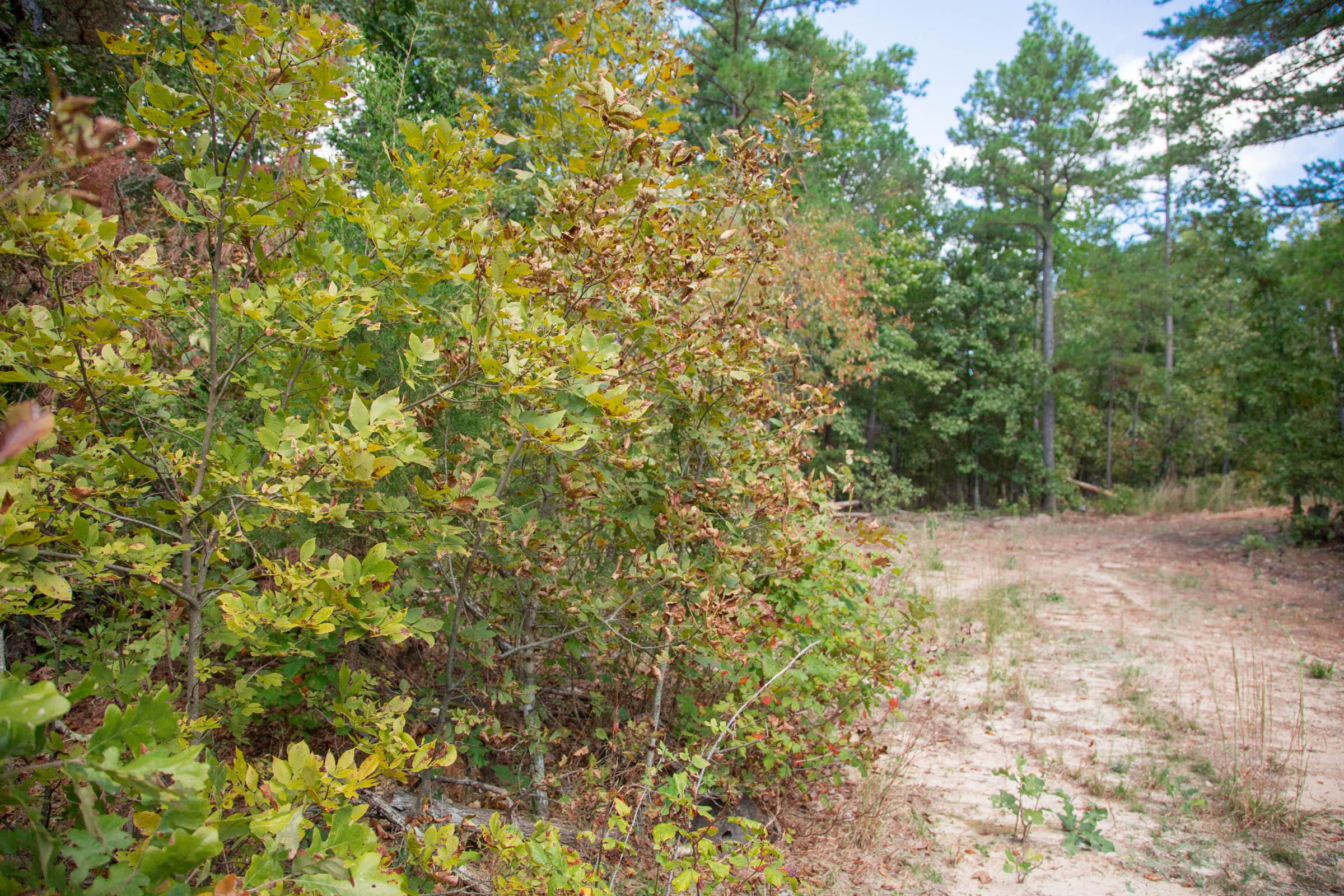 Wagon Wheel Ranch Tract 40 photo 8