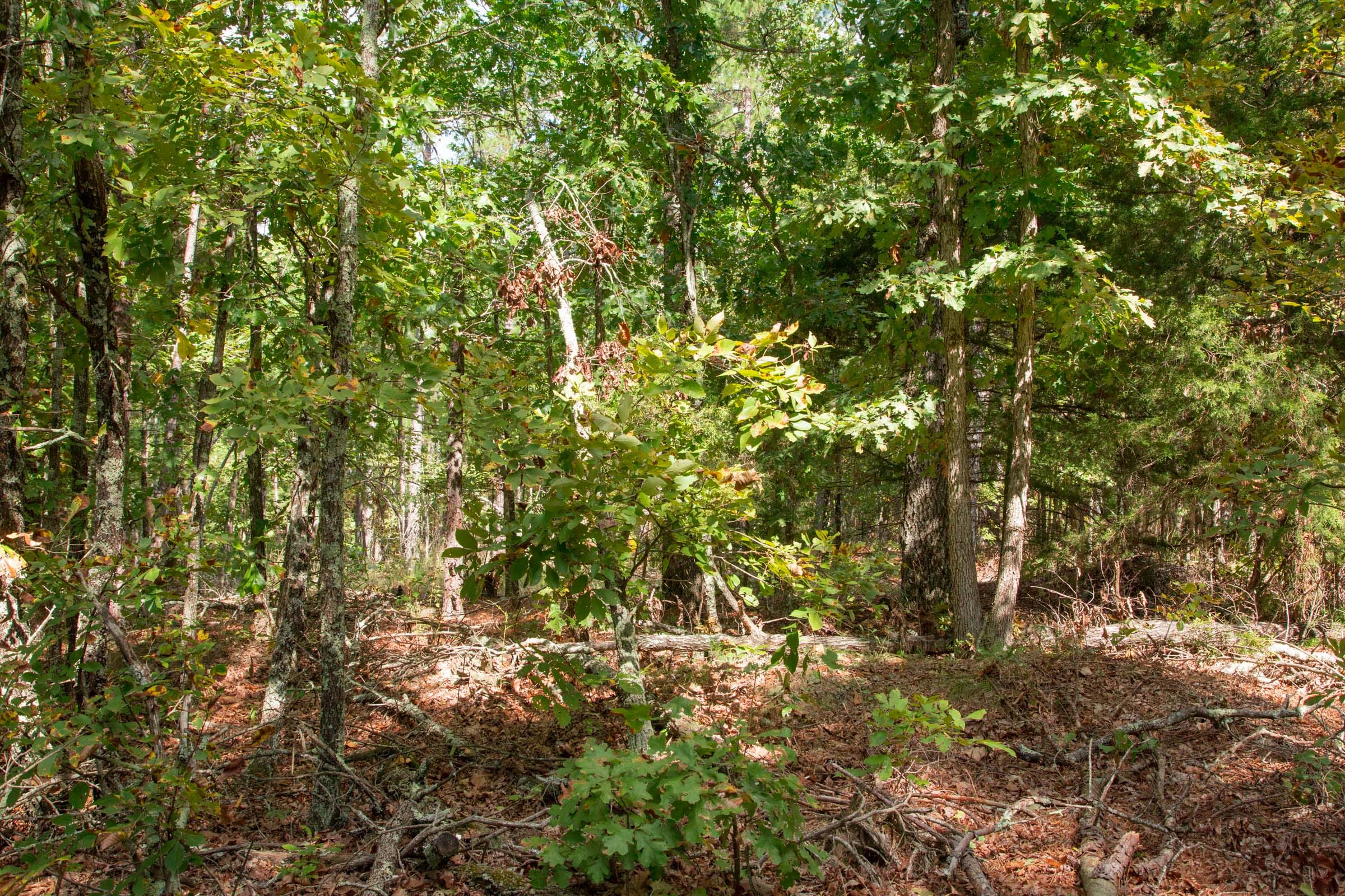 Wagon Wheel Ranch Tract 40 photo 7