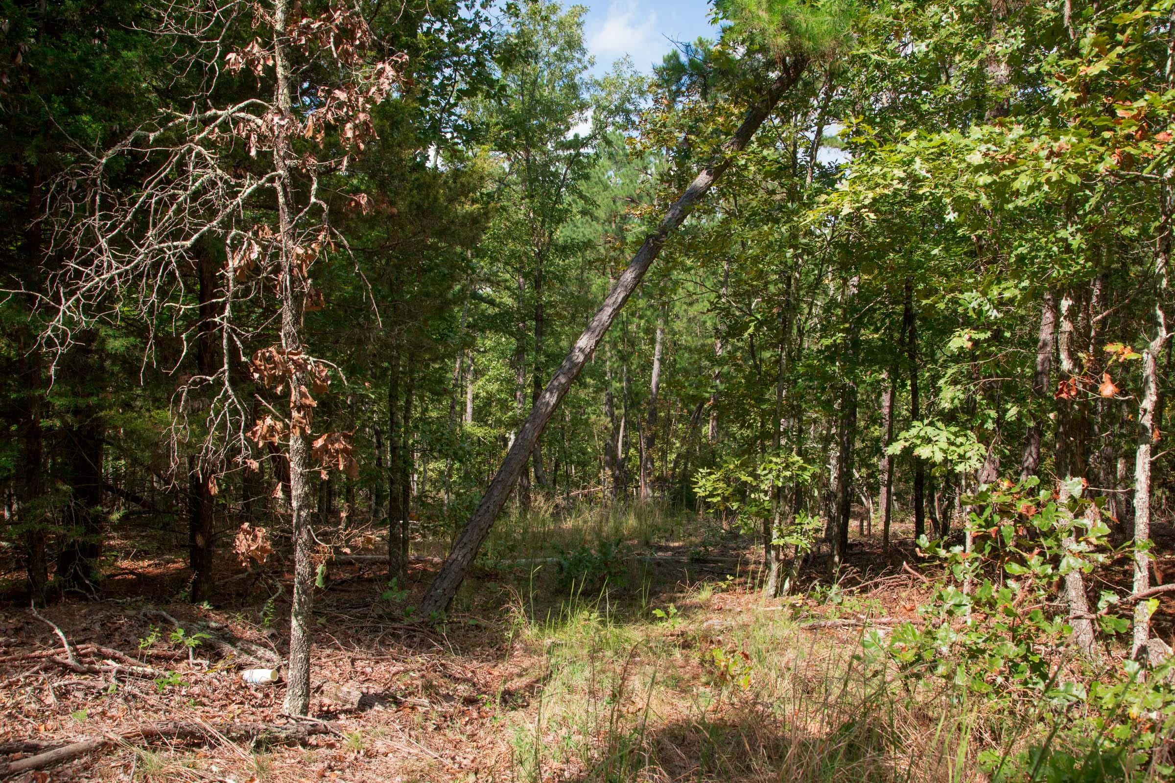Wagon Wheel Ranch Tract 40 photo 9