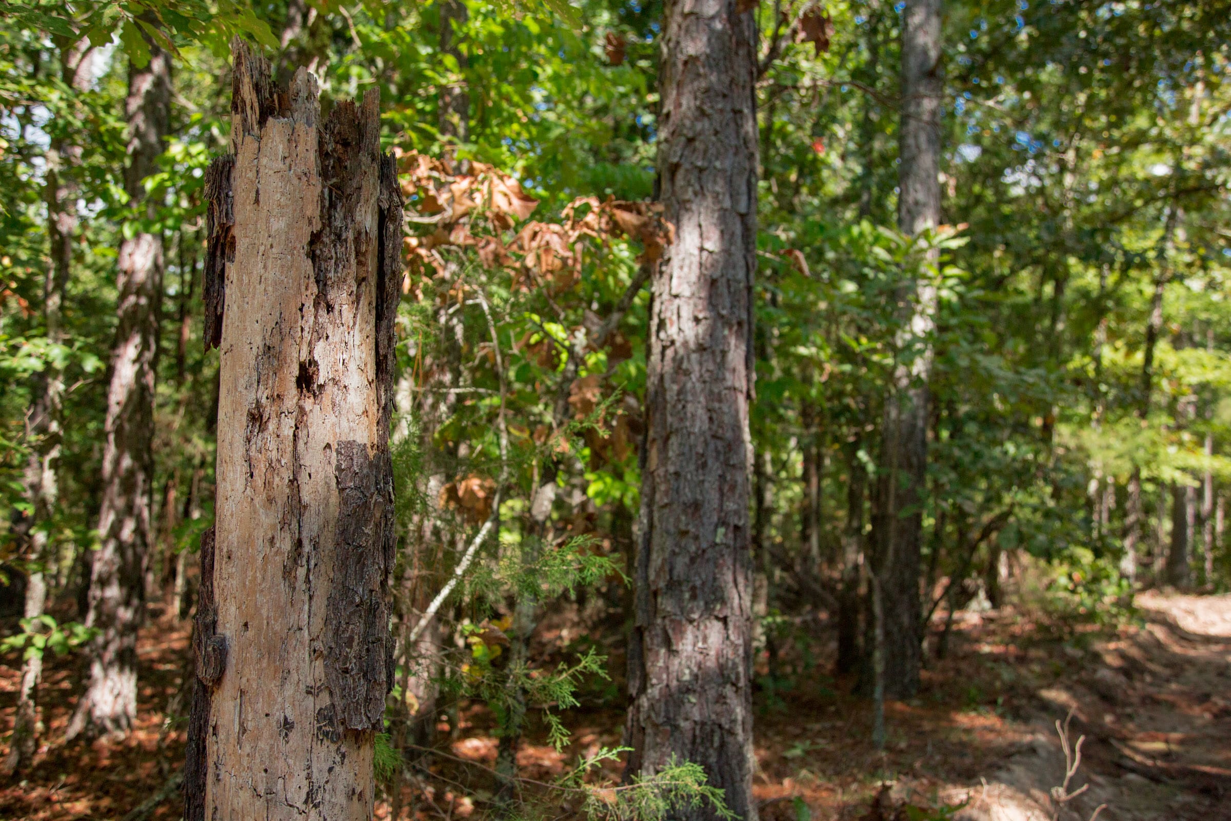 Wagon Wheel Ranch Tract 40 photo 11