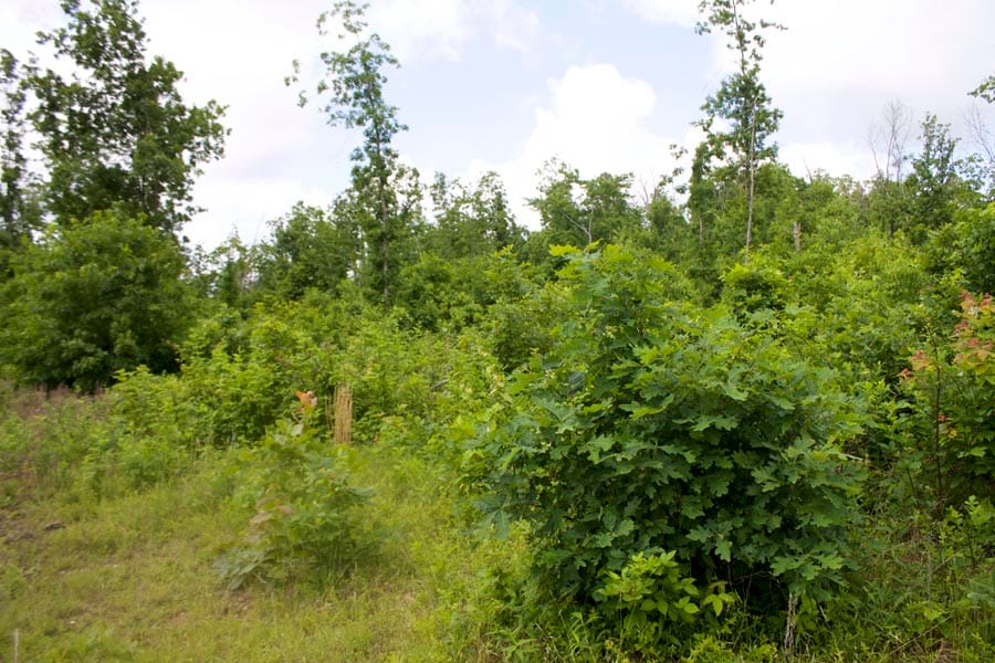 Thunder Mountain Ranch Tract 55 photo 2