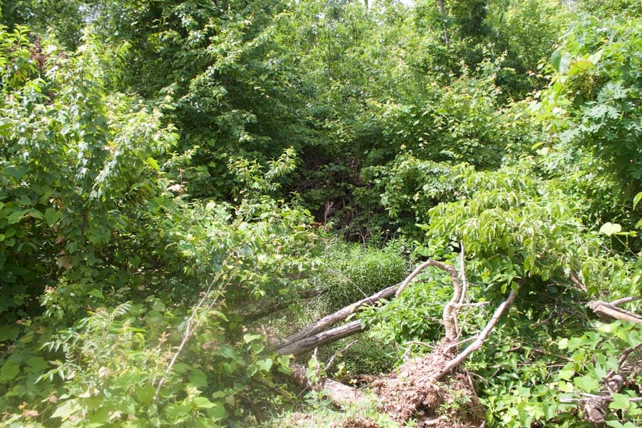 Thunder Mountain Ranch Tract 55 photo 8