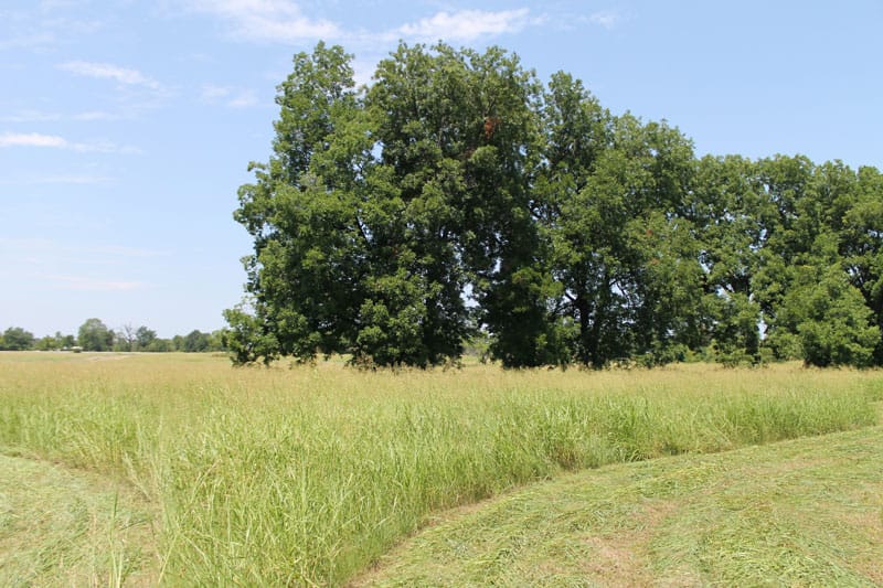 McCoy Creek Ranch Tract 3 photo 9