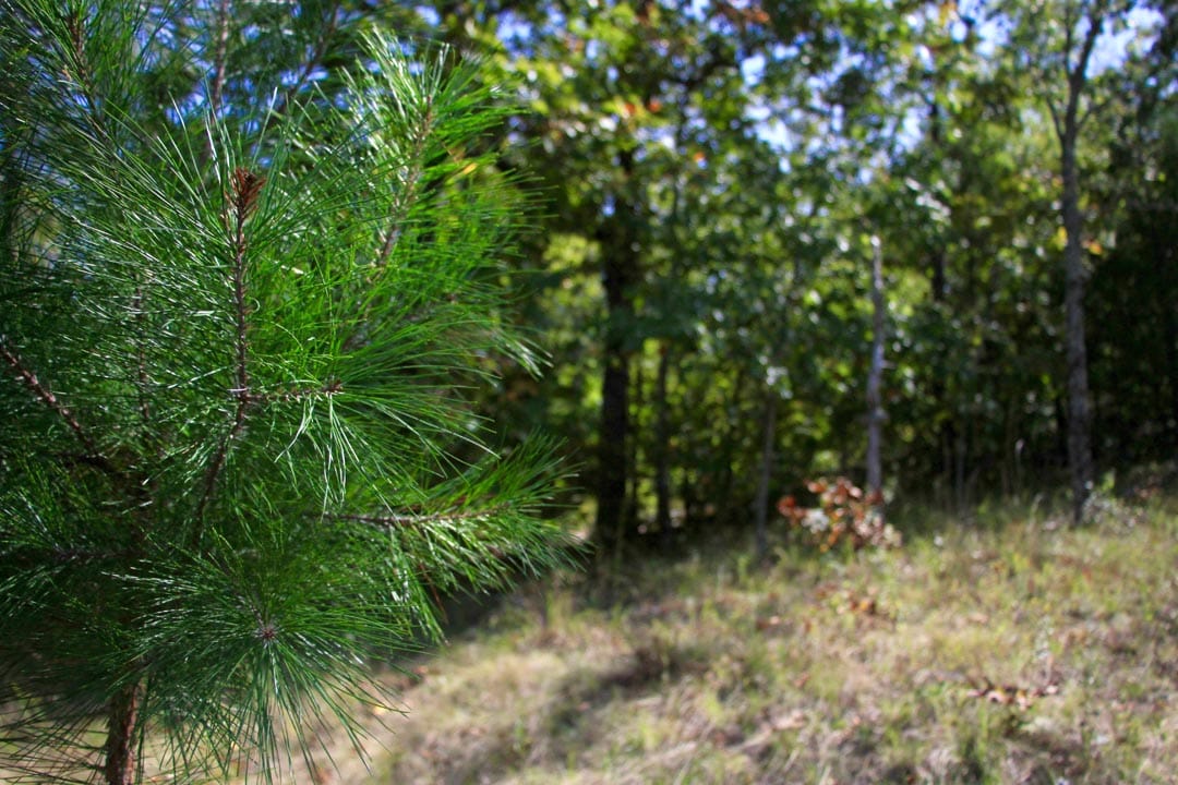 Lakeview Private Reserve Tract 16 photo 7