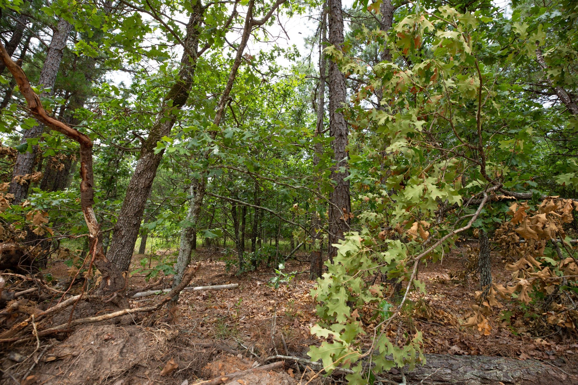 Eagle’s Nest Tract 55 photo 3
