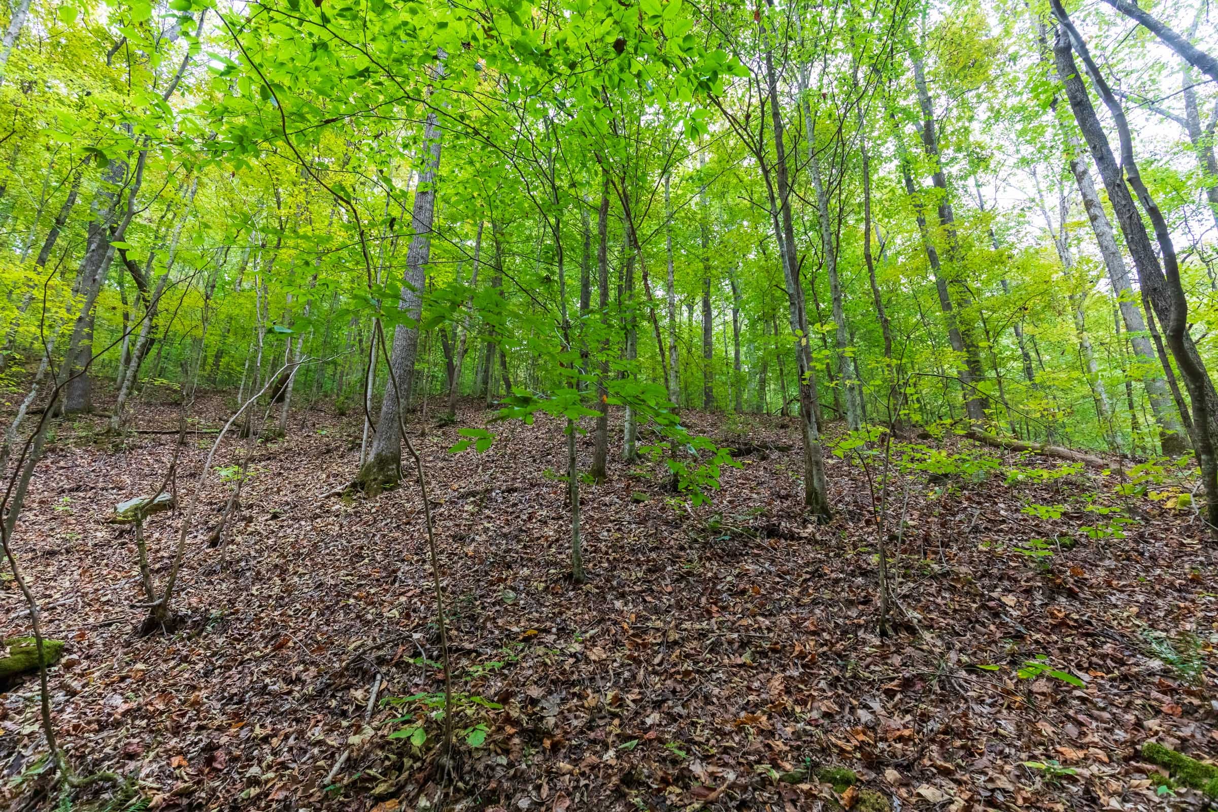Copper Ridge Tract 3 photo 5