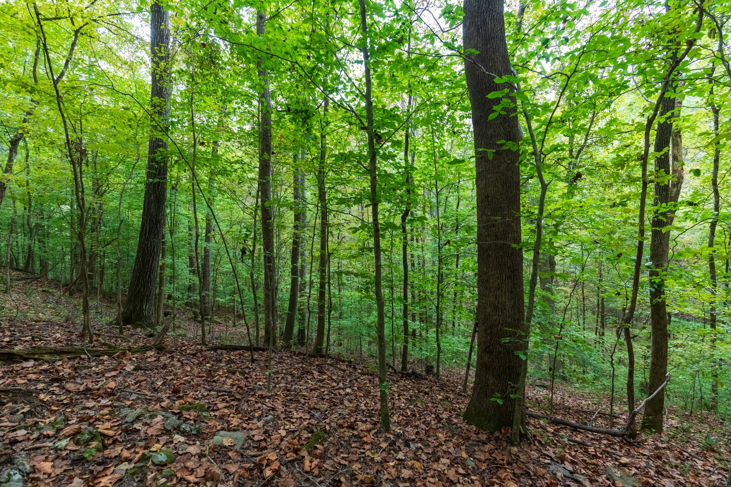 Copper Ridge Tract 3 photo 9