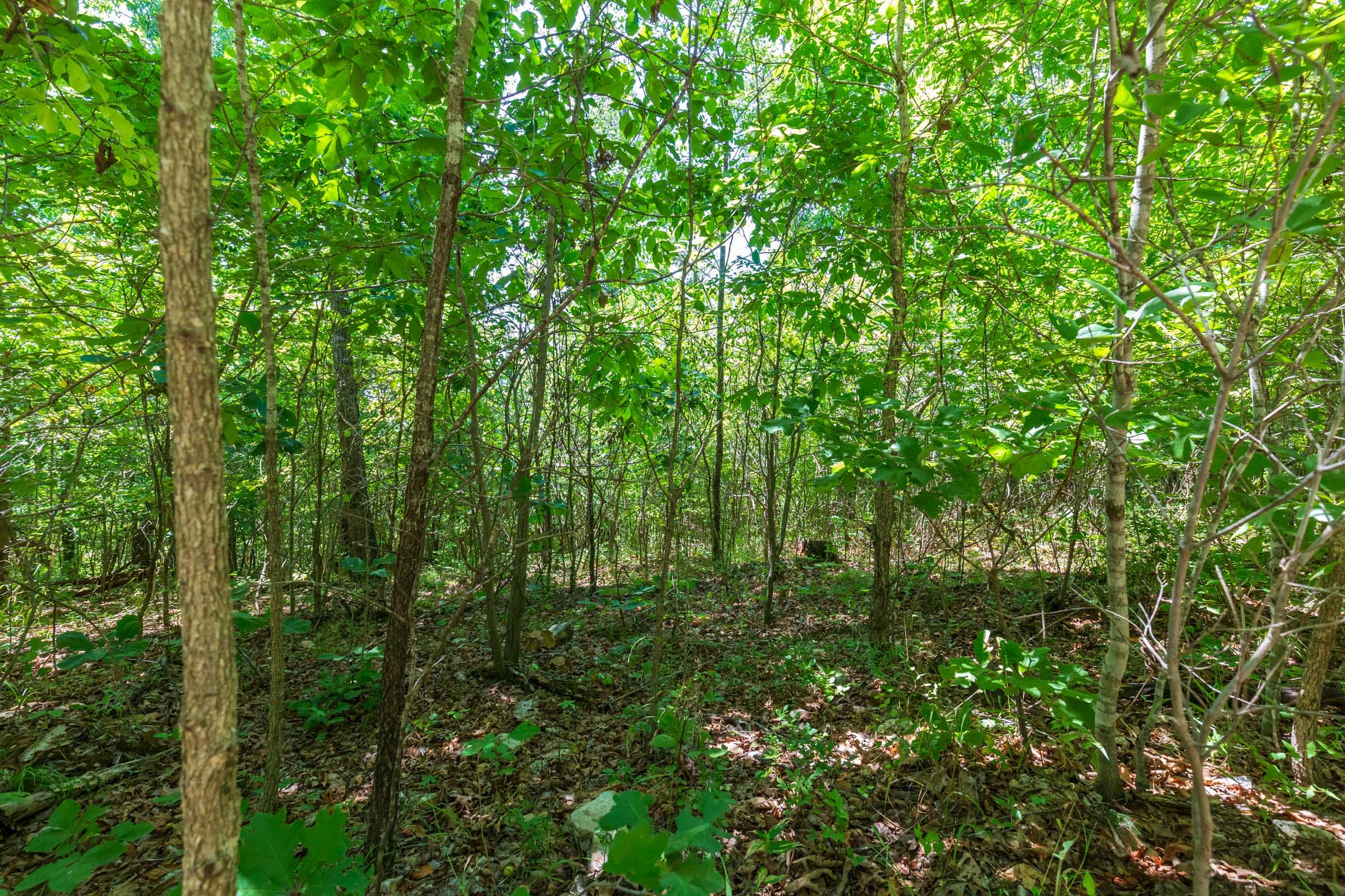 Cypress Ridge Tract 10 photo 3