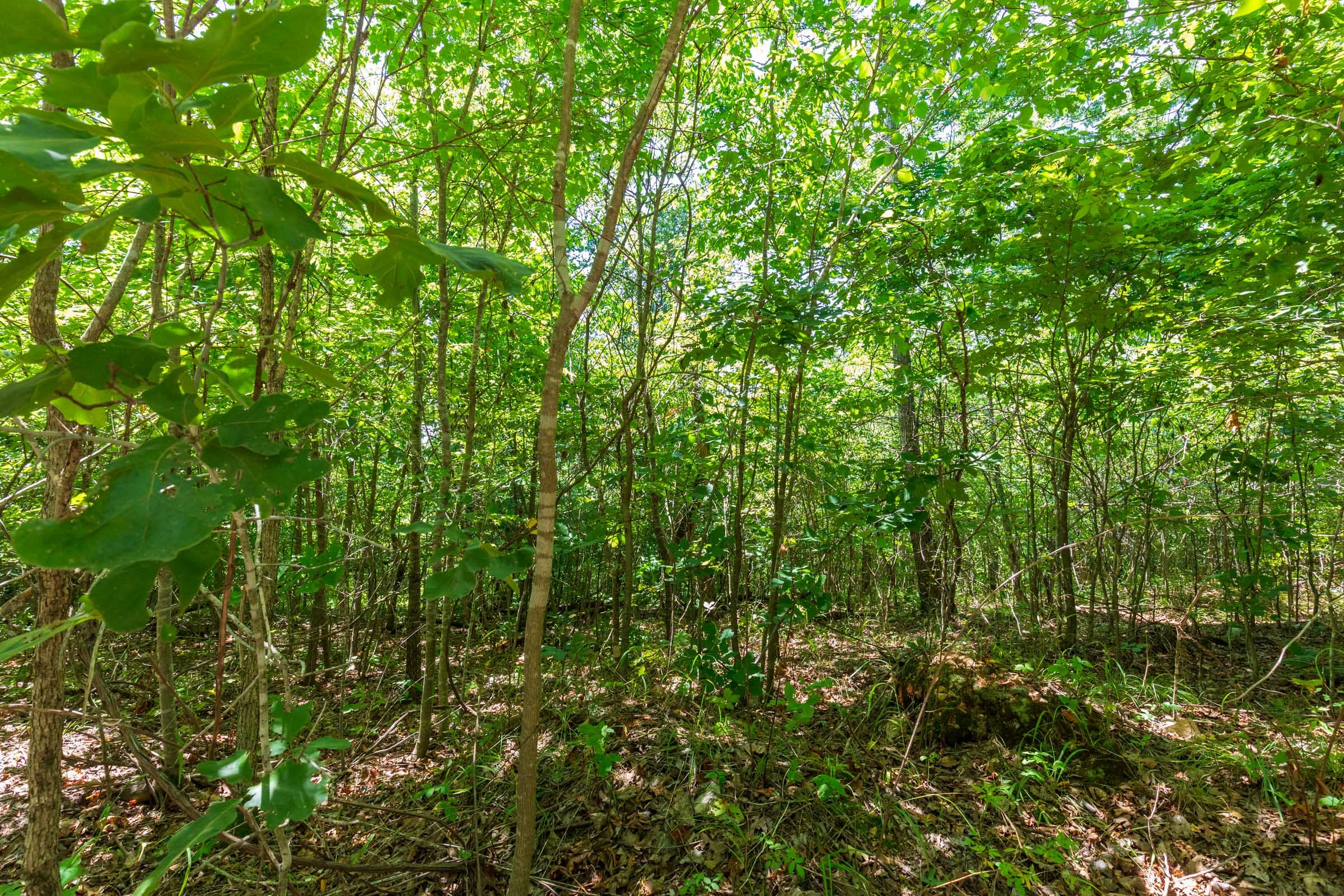 Cypress Ridge Tract 10 photo 2