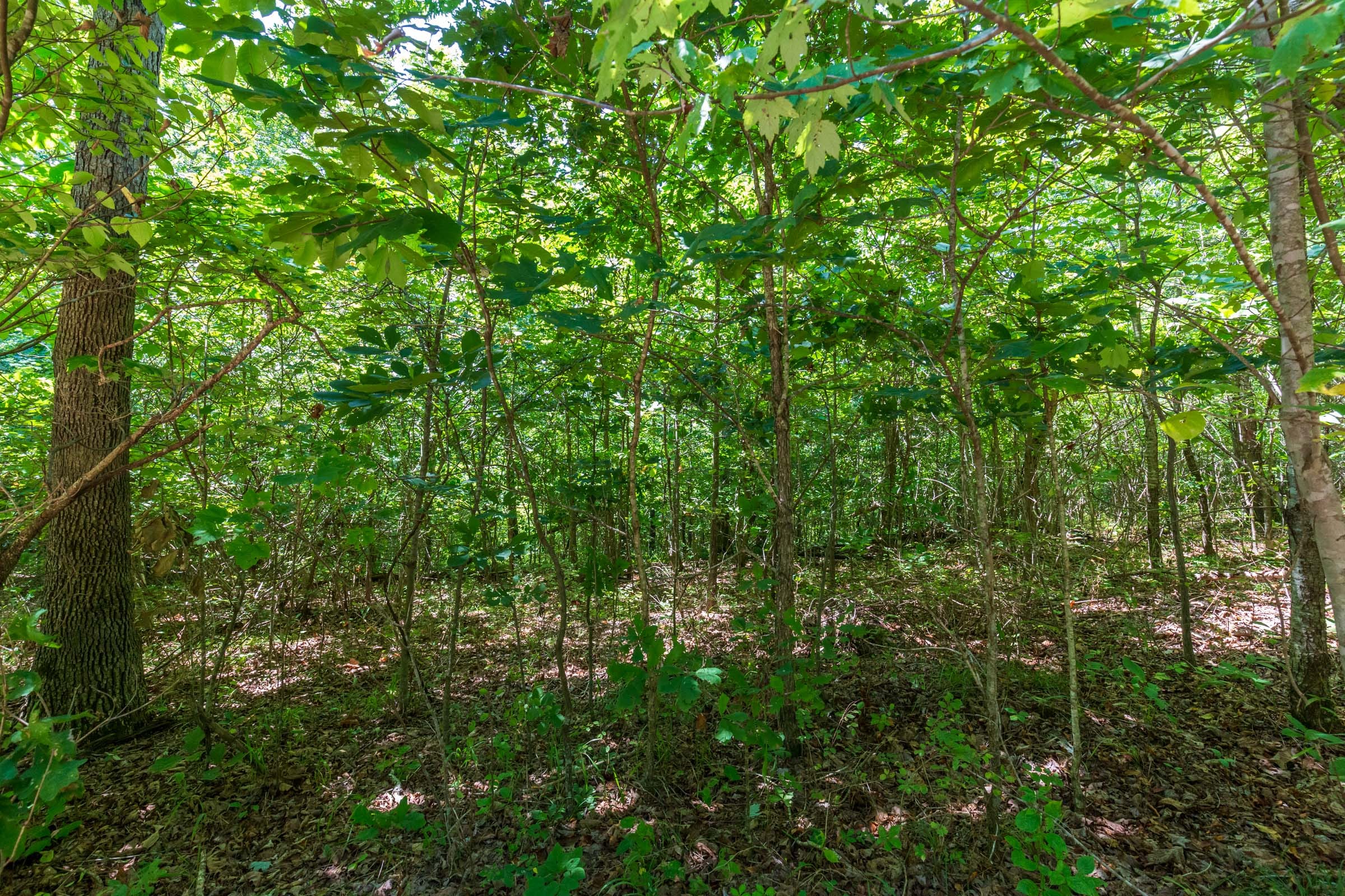 Cypress Ridge Tract 10 photo 4