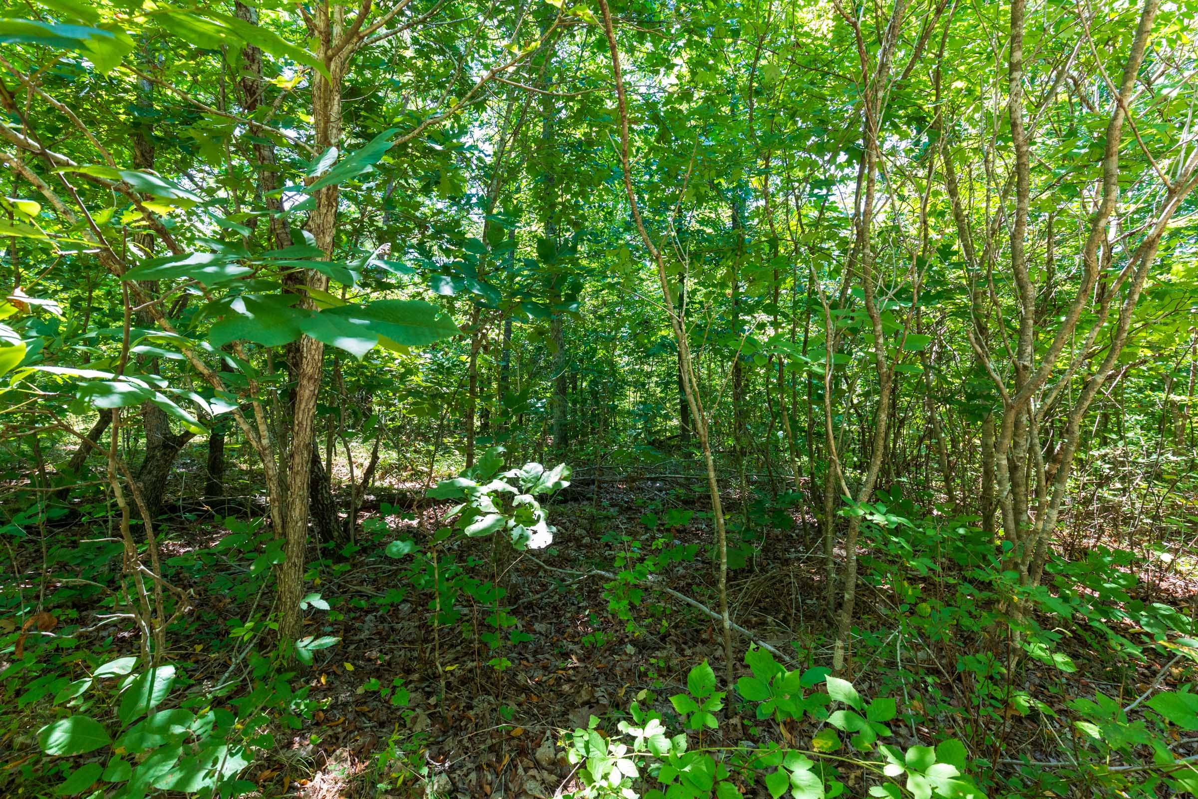 Cypress Ridge Tract 10 photo 6
