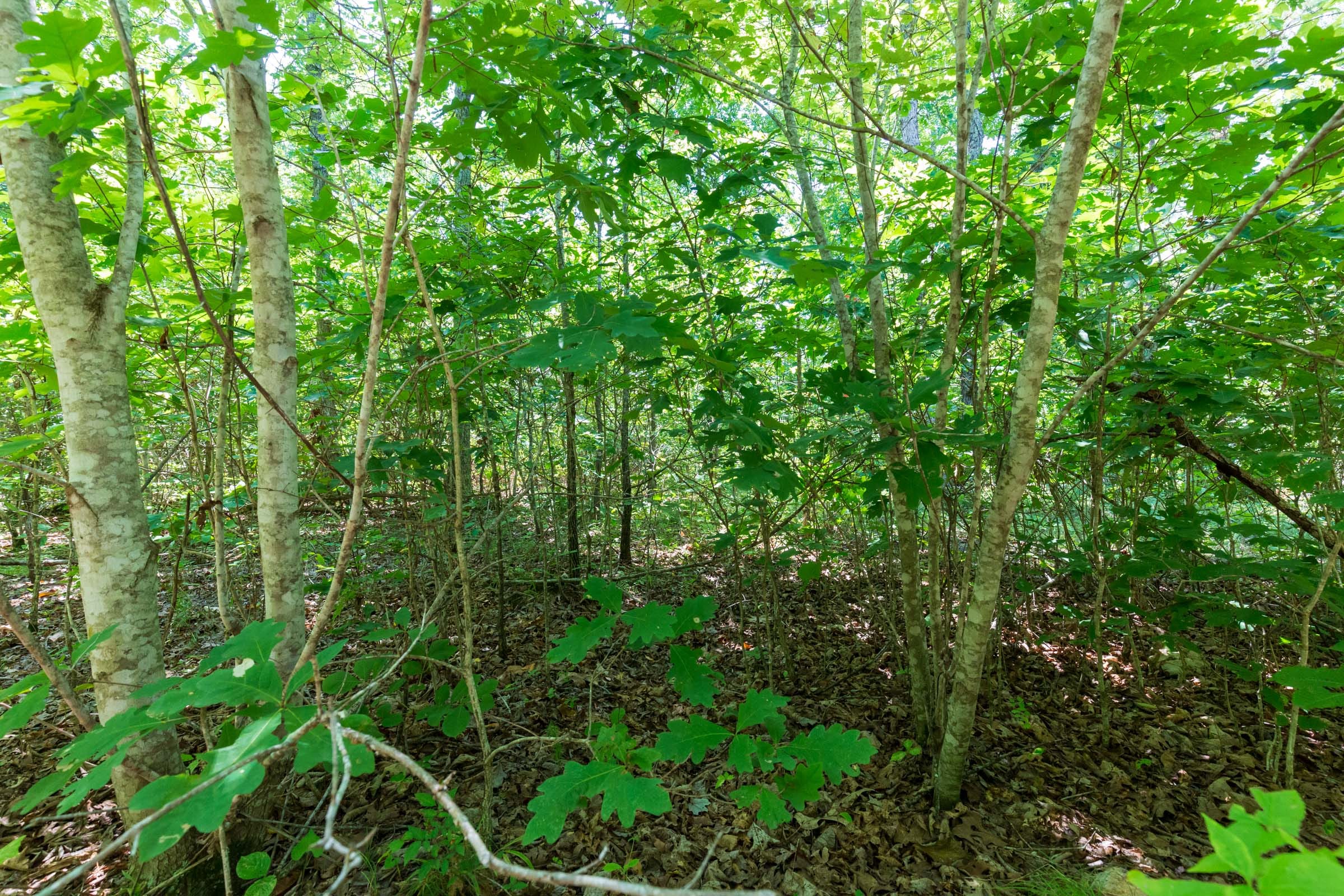 Cypress Ridge Tract 10 photo 7